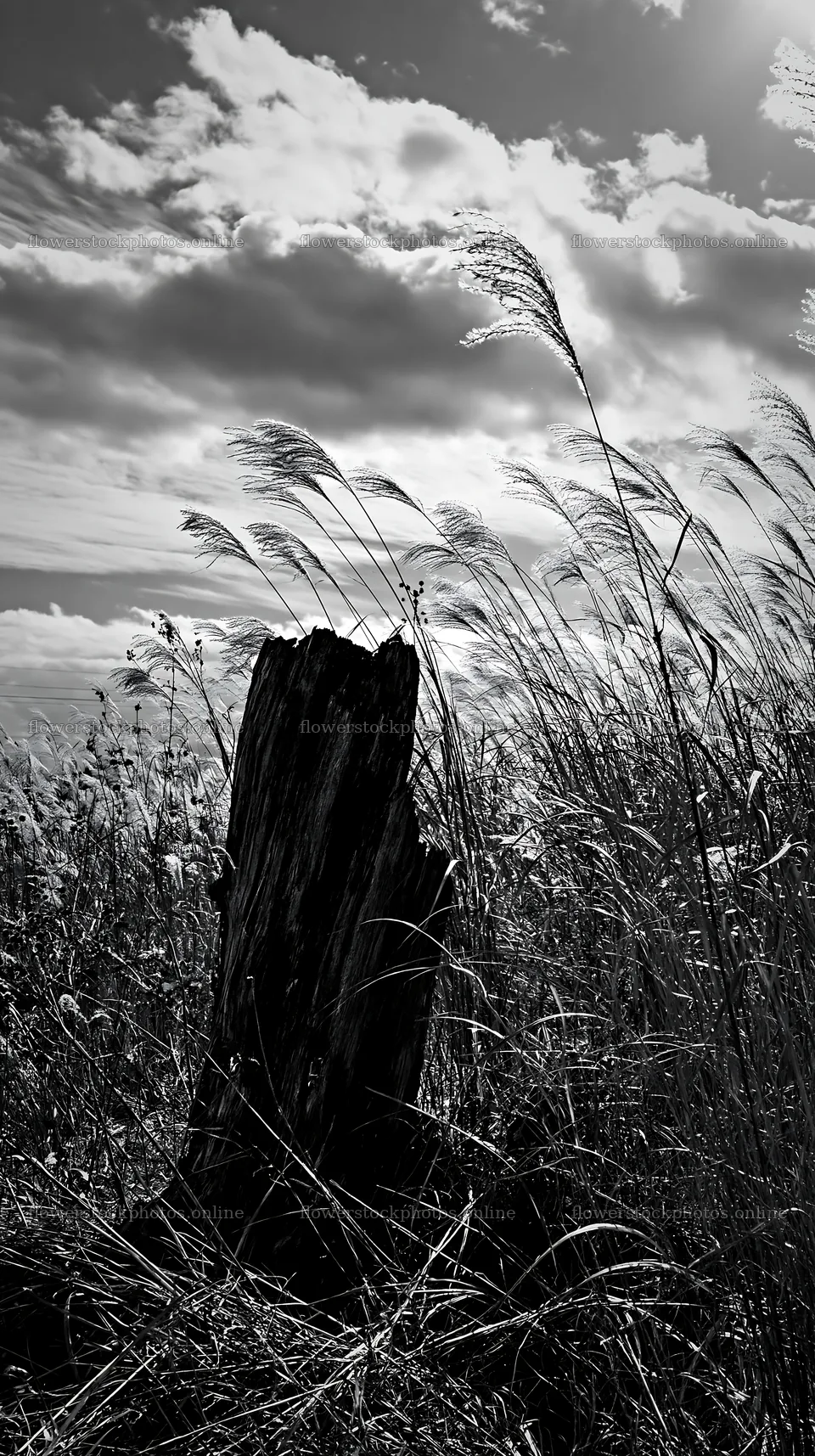 Fukushima native meadow with a weathered stump – flower stock photos 5938x10608