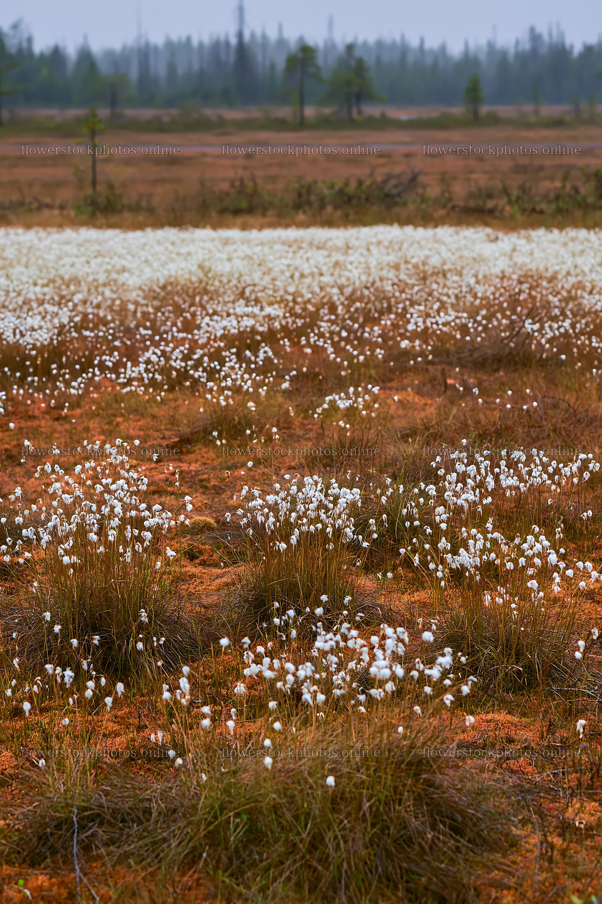 Cottongrass meadow in natural light during day – flower stock photos 6480x9722