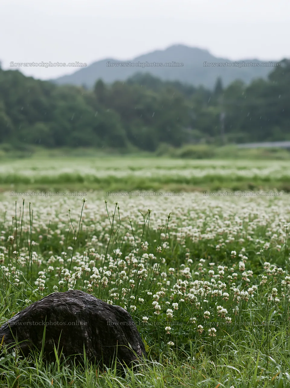 Hiroshima rainy meadow smooth rock foreground – flower stock photos 6866x9174