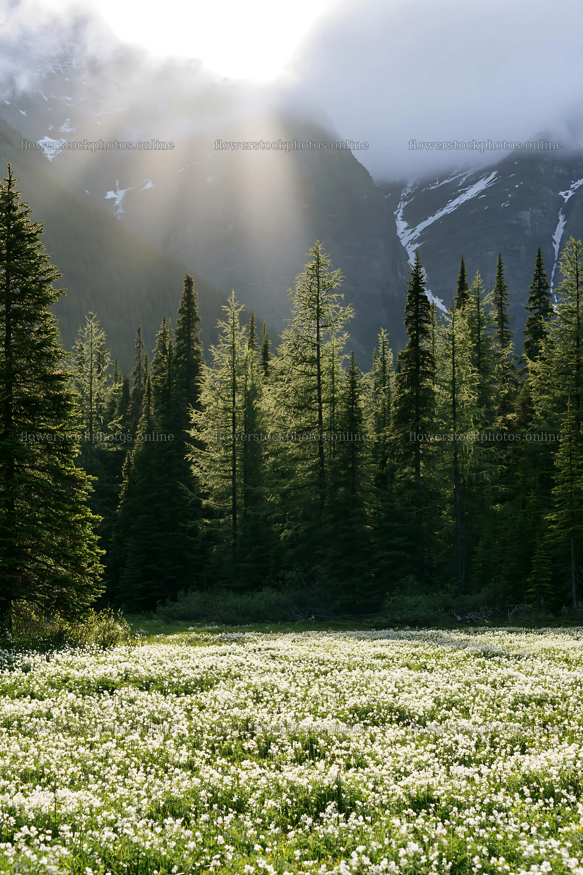 Banff meadow with snowy Rockies and bright sunlight – flower stock photos 6480x9722