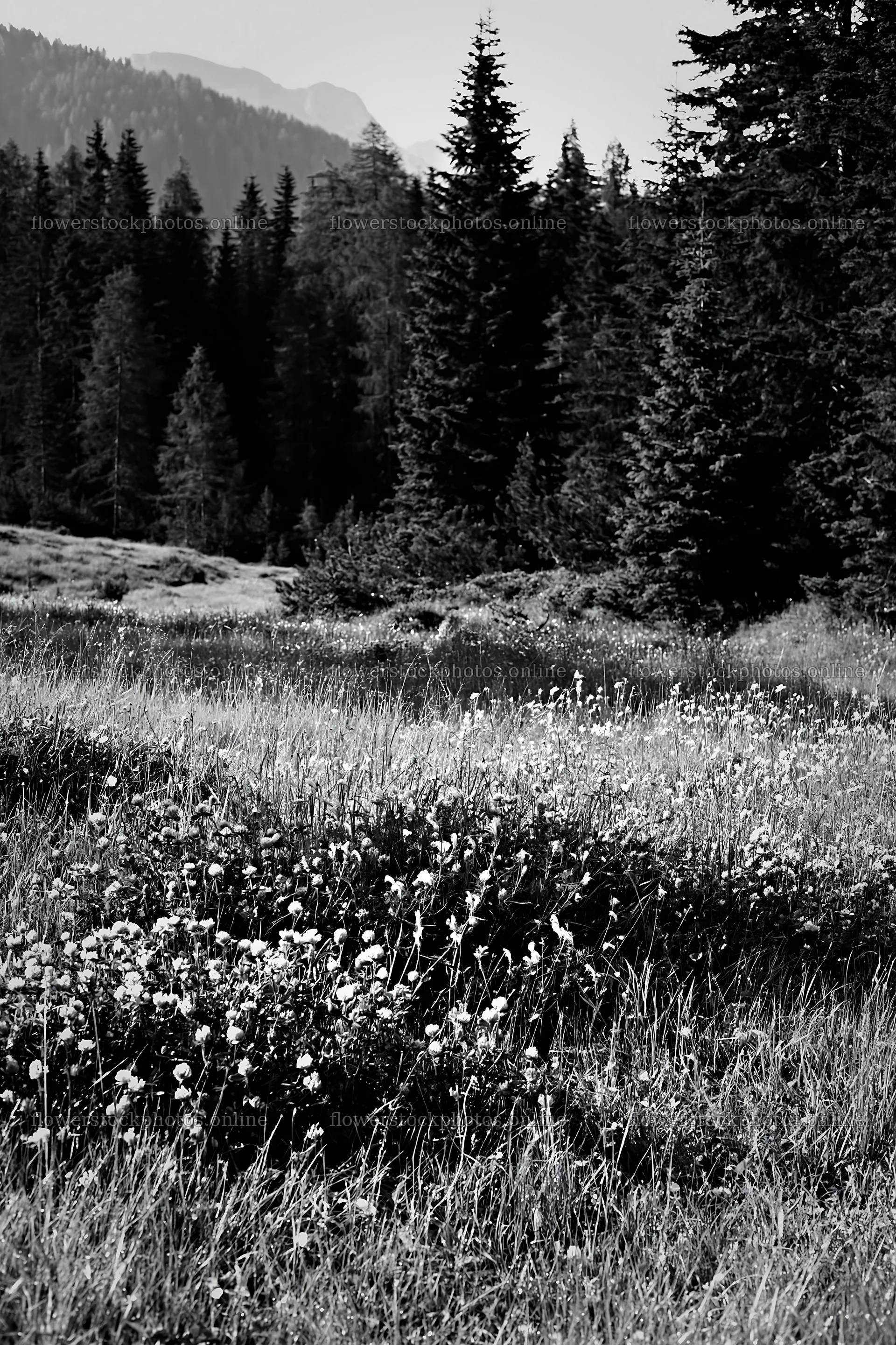 Pine forest meadow with wildflowers in black and white – flower stock photos 6480x9722