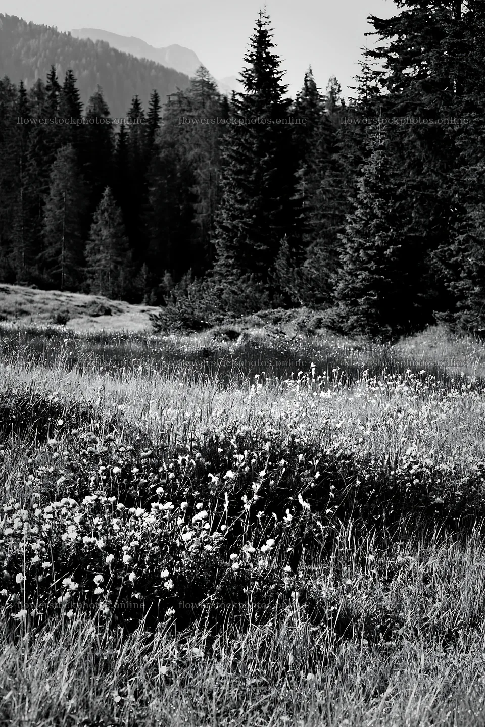 Pine forest meadow with wildflowers in black and white – flower stock photos 6480x9722