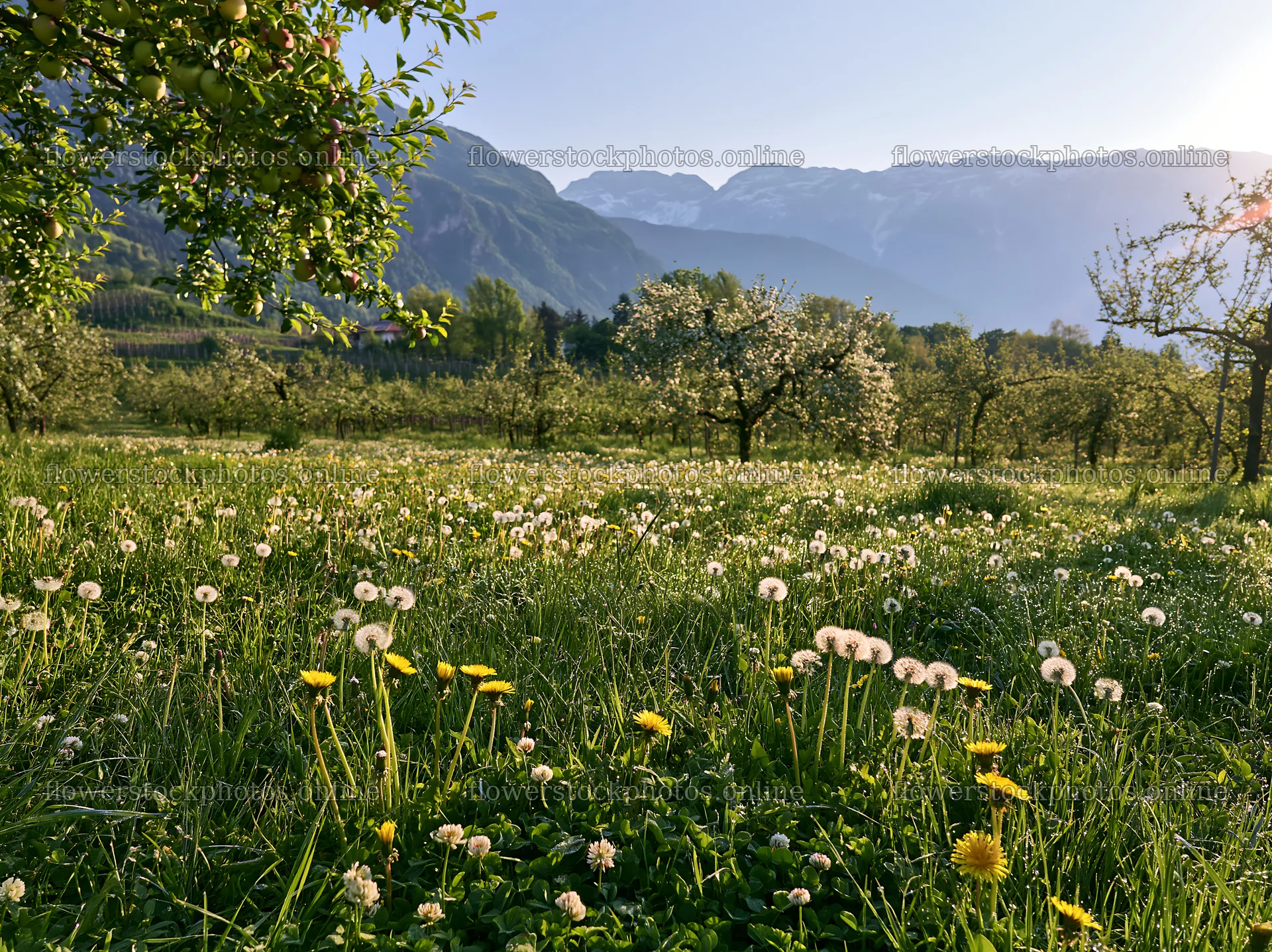 Spring orchard meadow with flowers and mountains in background – flower stock photos 9174x6866