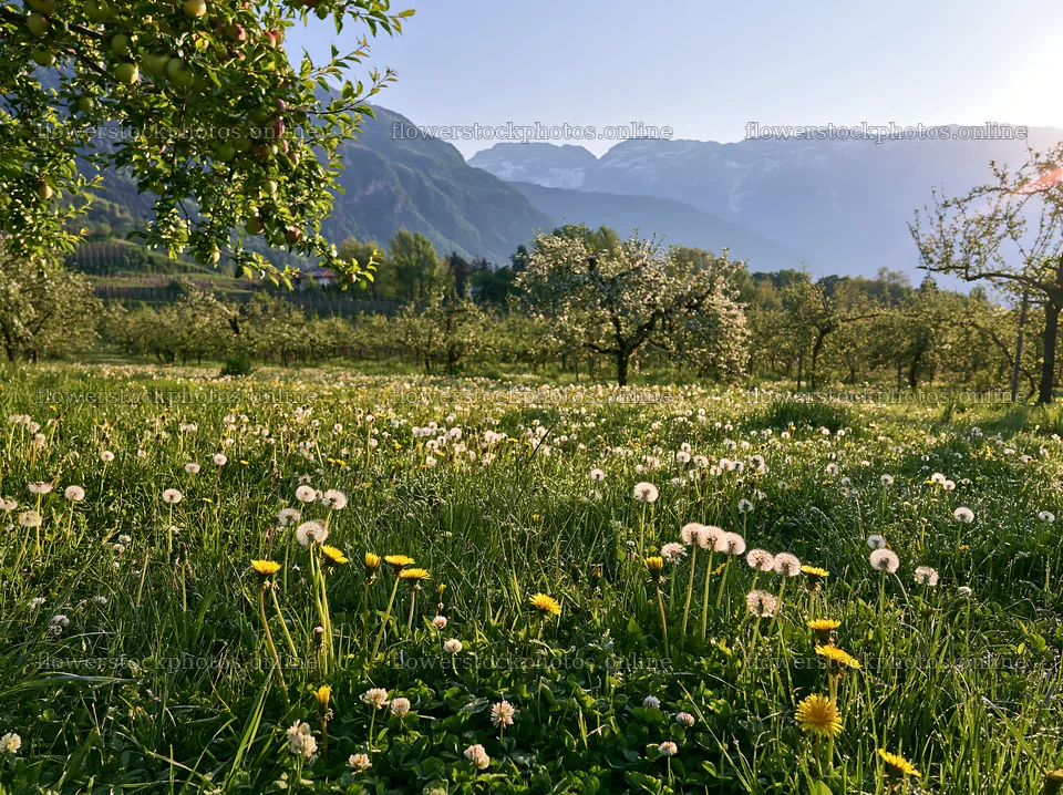Spring orchard meadow with flowers and mountains in background – flower stock photos 9174x6866