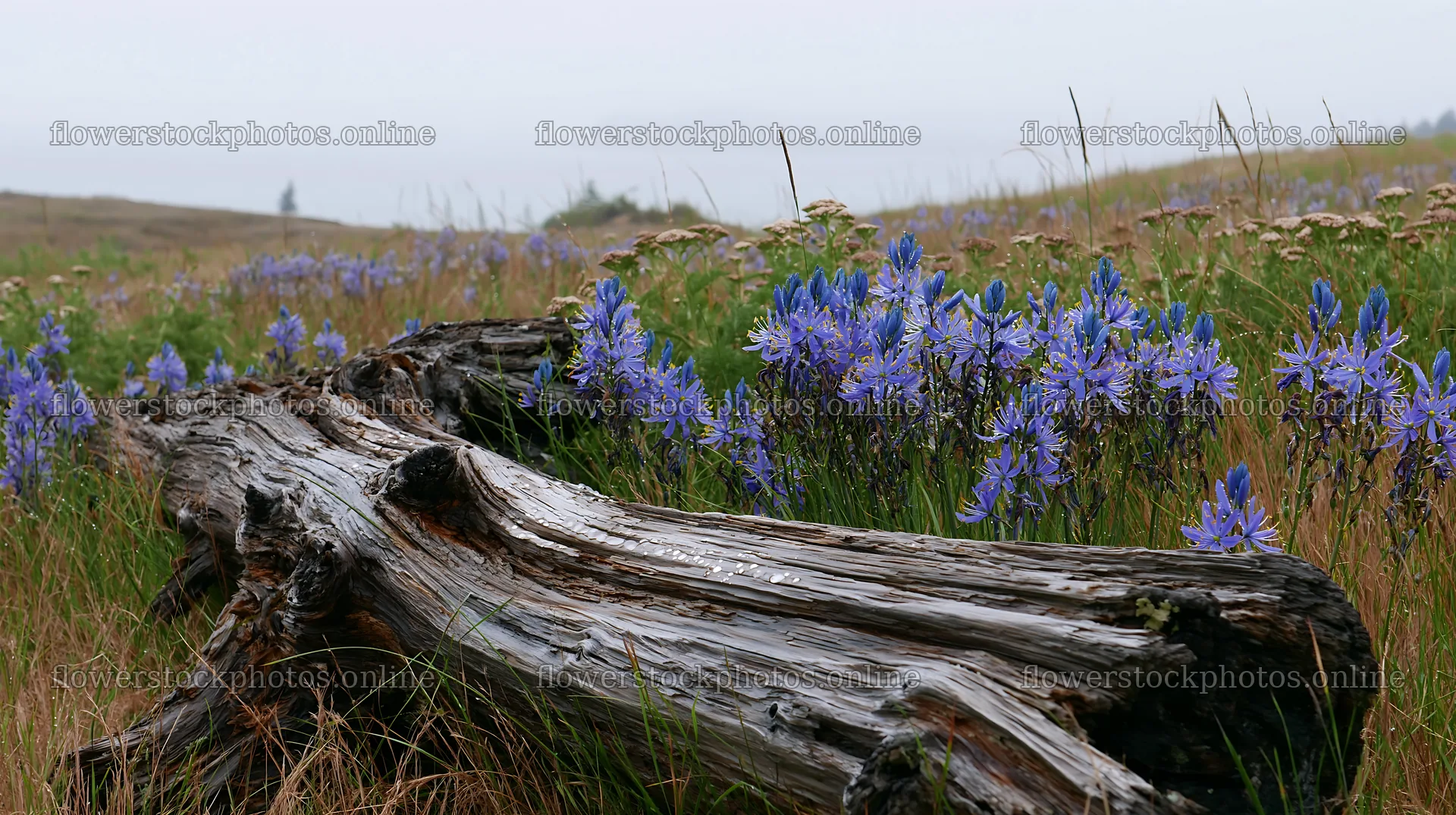 Weathered log in a meadow with wildflowers nearby – flower stock photos 10608x5938