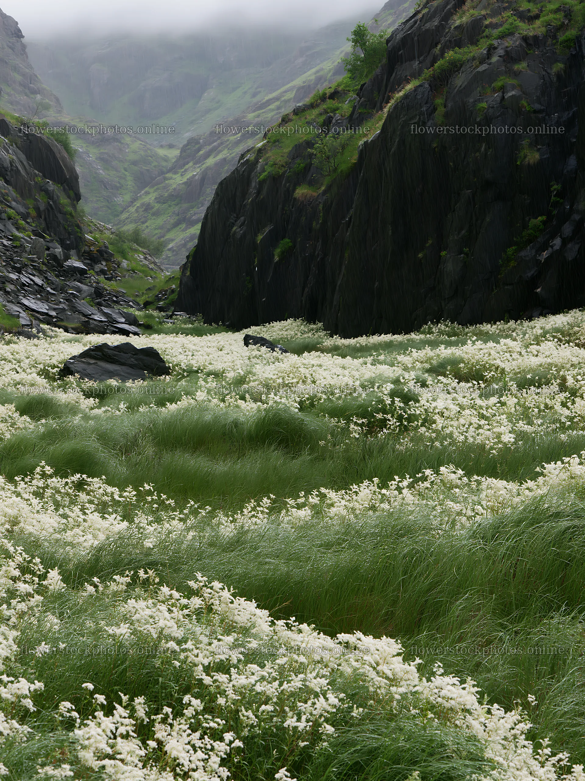 Rainy valley meadow with green grass and white flowers – flower stock photos 6866x9174