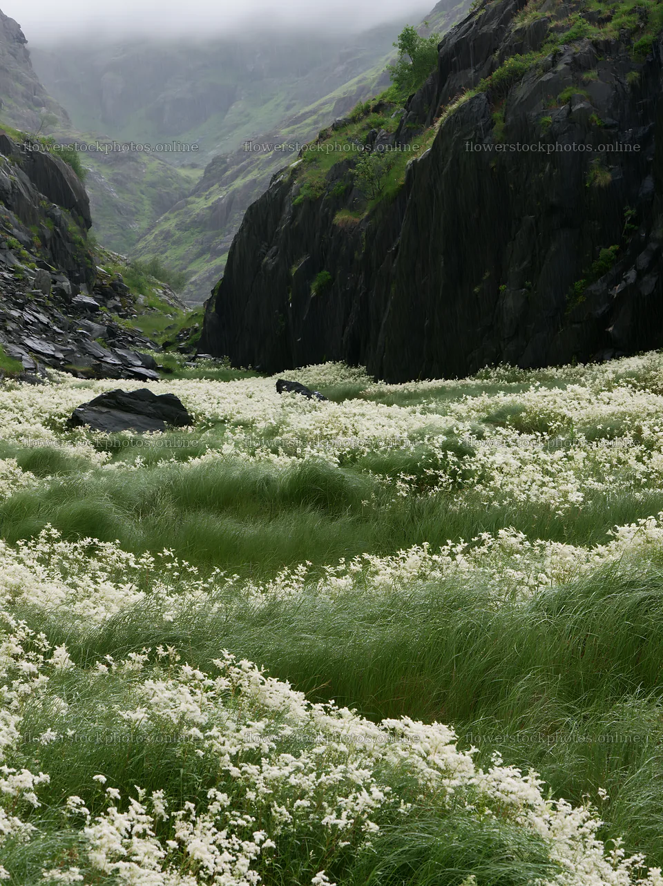 Rainy valley meadow with green grass and white flowers – flower stock photos 6866x9174