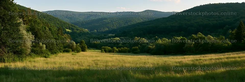 Hungarian meadow in wooded valley during late afternoon – flower stock photos 13690x4602