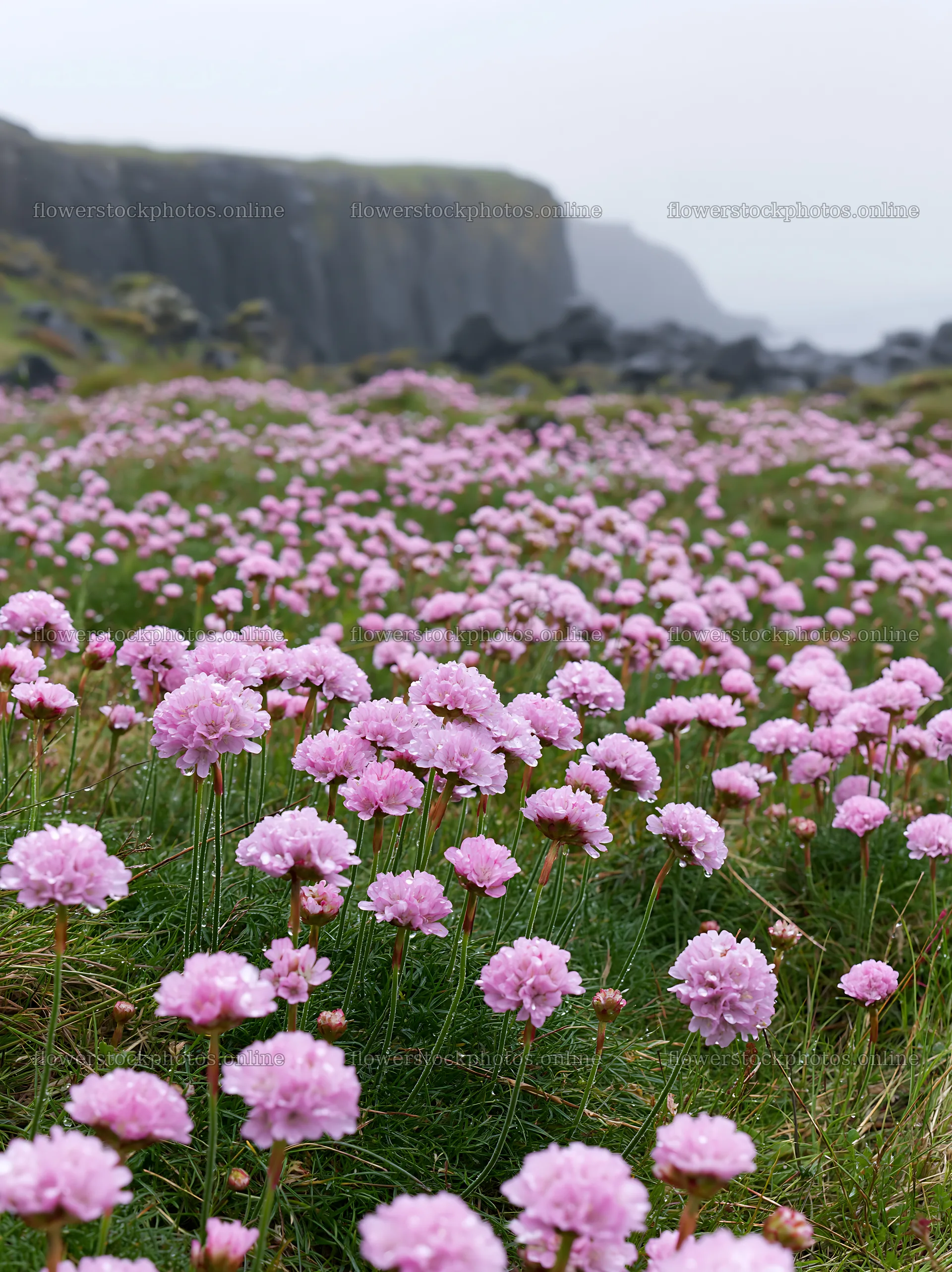 Coastal meadow cliffs with blooming pink flowers – flower stock photos 6866x9174