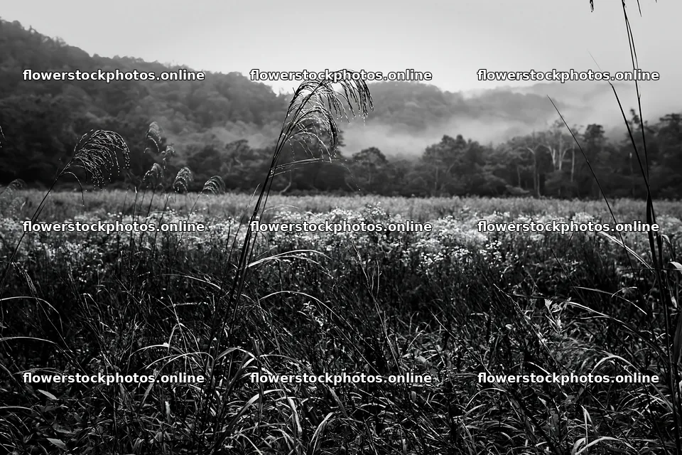 Iwate rain refreshed meadow seedhead foreground – flower stock photos 9722x6480