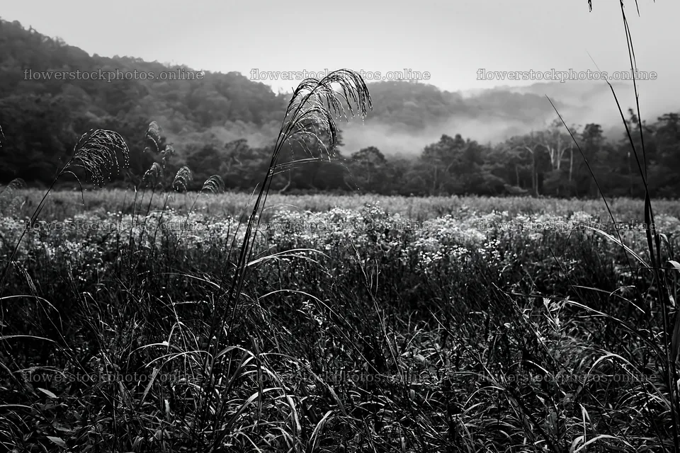 Iwate rain refreshed meadow seedhead foreground – flower stock photos 9722x6480