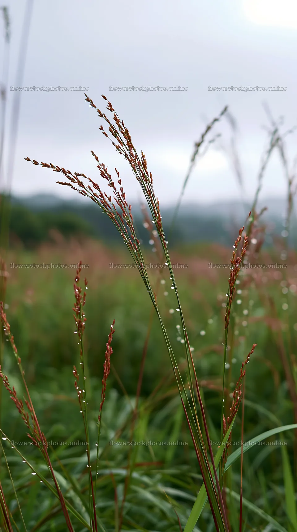 Fukui grass meadow with rain droplets in a natural setting – flower stock photos 5938x10608