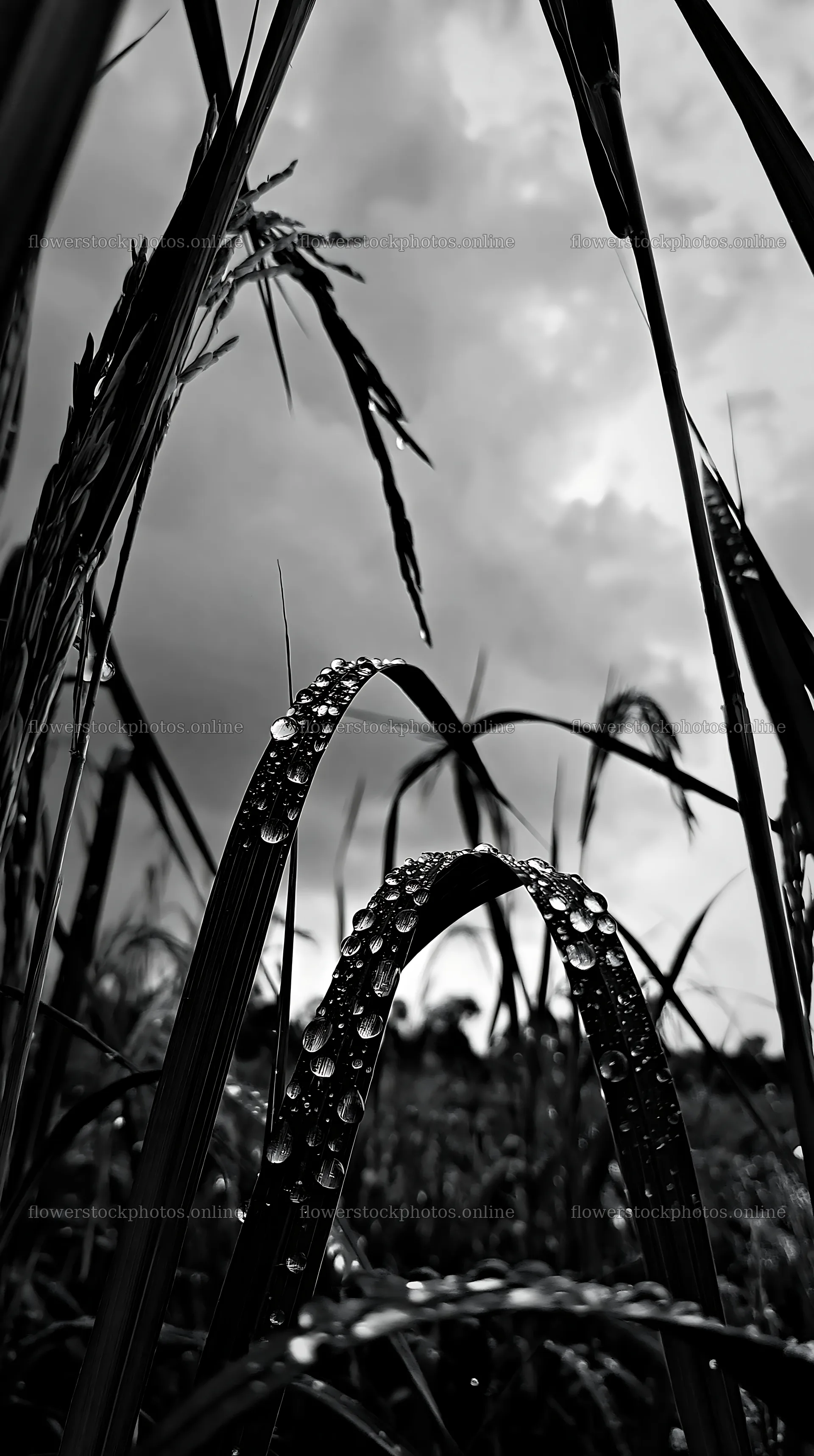 Beaded grasses in Kochi meadow during the monsoon season – flower stock photos 5938x10608