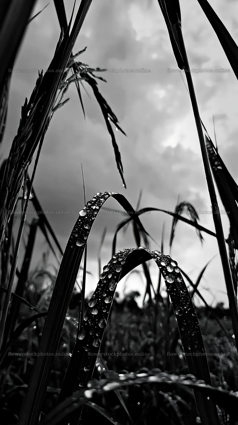 Beaded grasses in Kochi meadow during the monsoon season – flower stock photos 5938x10608