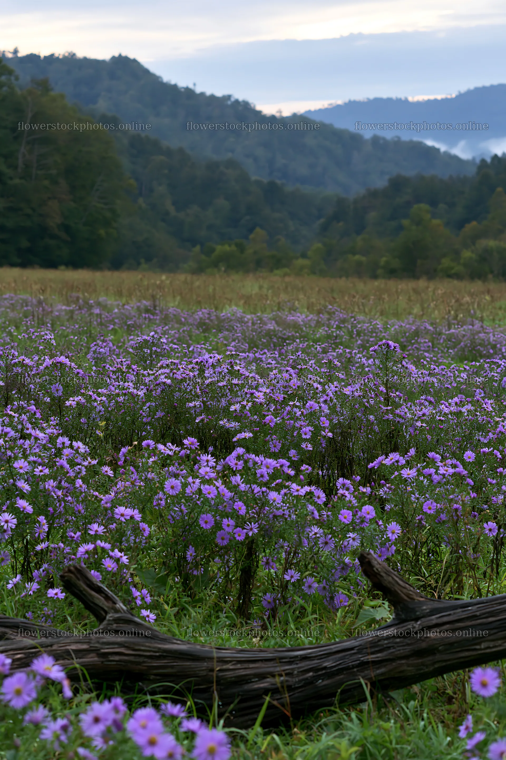Yamagata rewilded meadow fallen branch foreground – flower stock photos 6480x9722