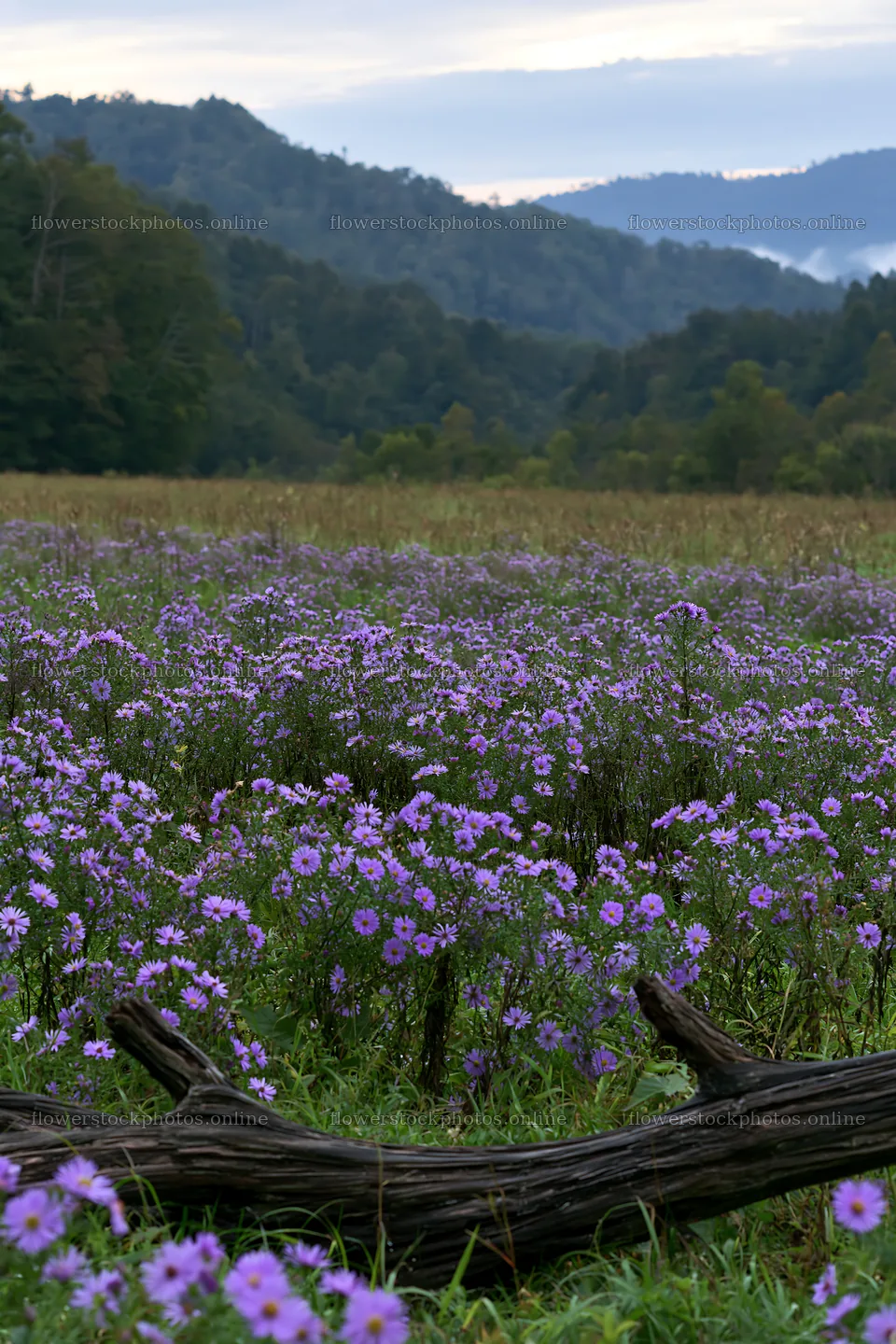 Yamagata rewilded meadow fallen branch foreground – flower stock photos 6480x9722