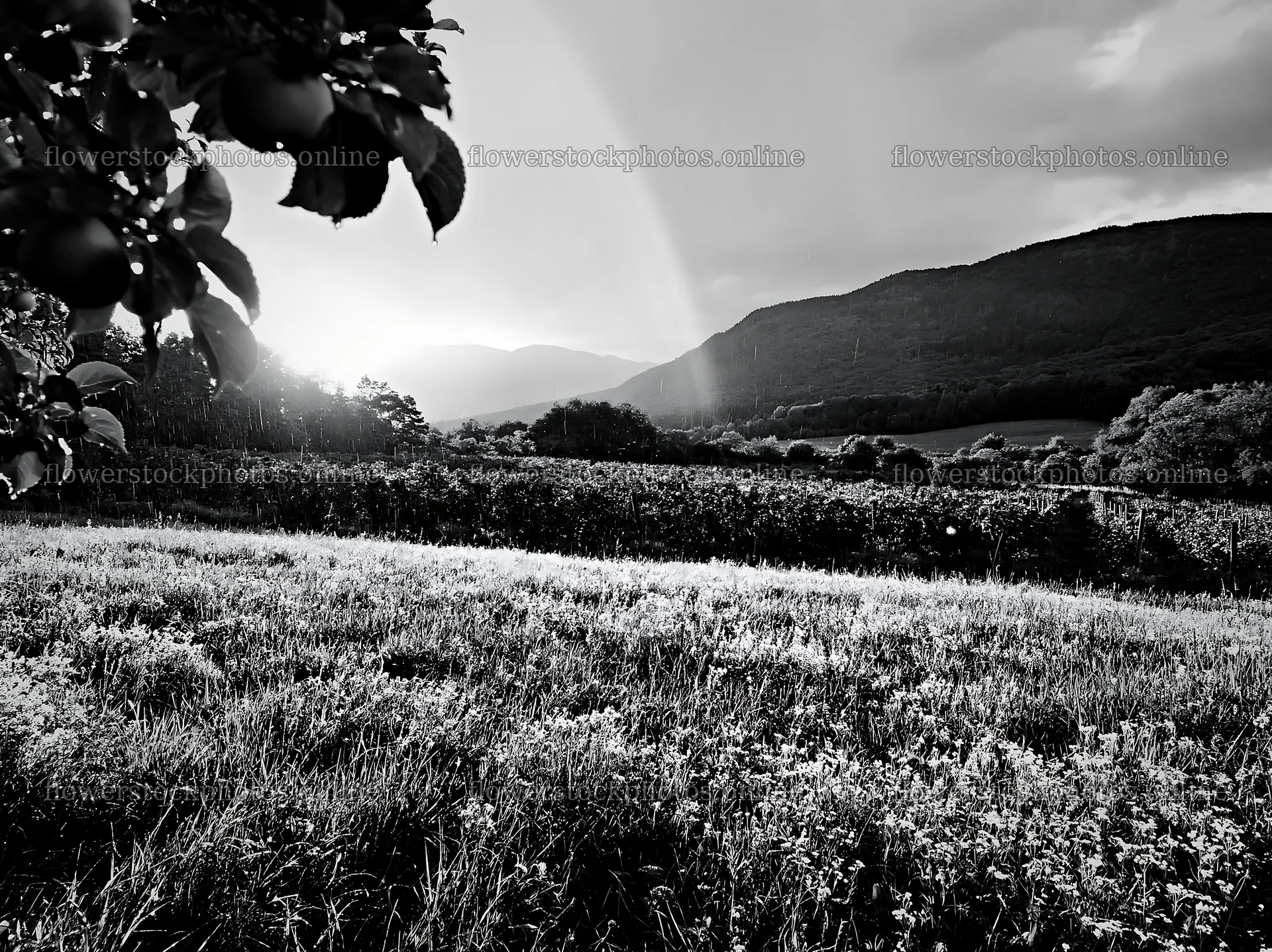 Valley apple meadow during sunset with distant mountains – flower stock photos 9174x6866