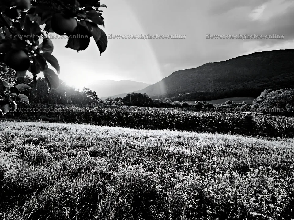 Valley apple meadow during sunset with distant mountains – flower stock photos 9174x6866