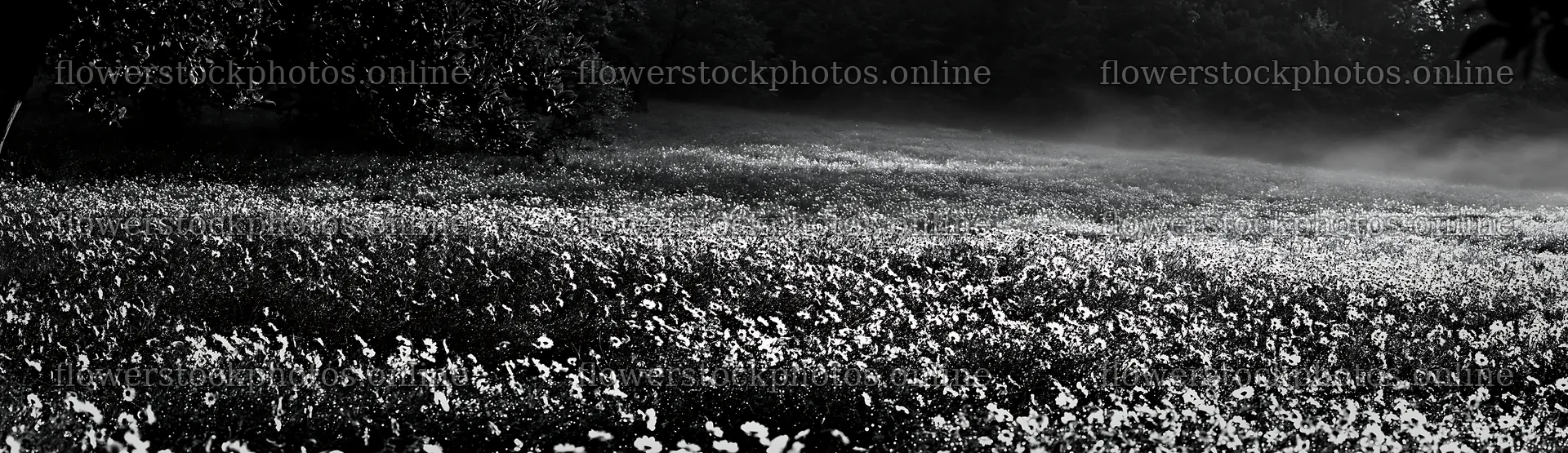 Daisy apple meadow under morning light – flower stock photos 14762x4268