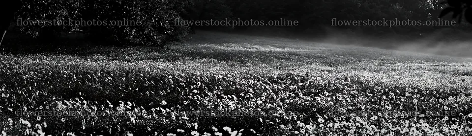 Daisy apple meadow under morning light – flower stock photos 14762x4268