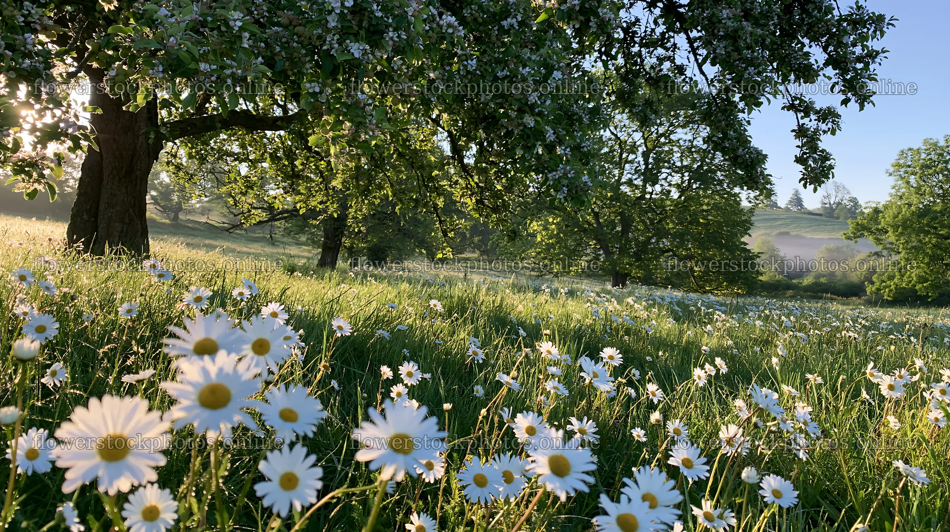 Daisy flowers in a sunny apple meadow – flower stock photos 10608x5938