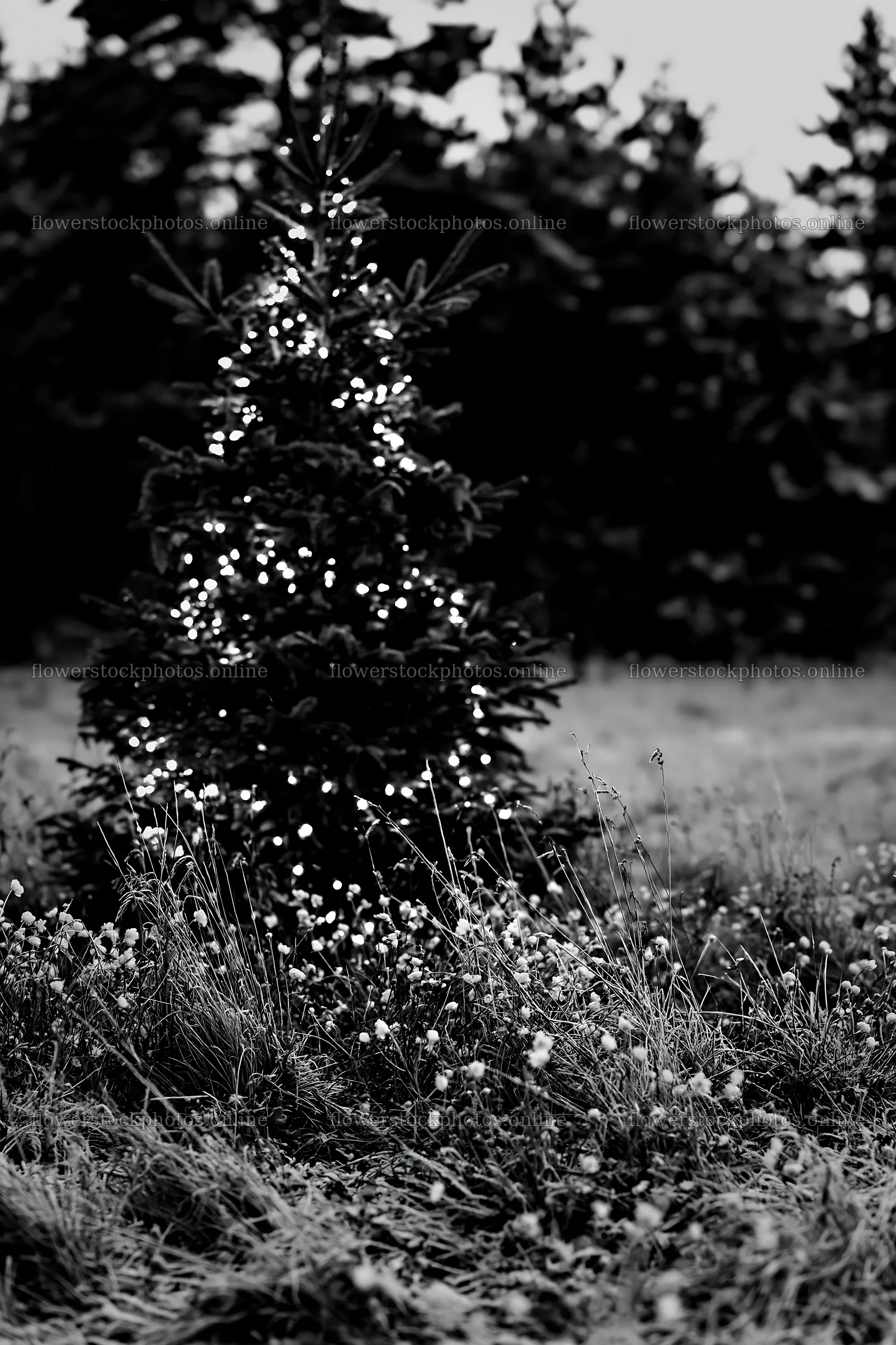 Decorated Christmas tree in snowy meadow with lights – flower stock photos 6480x9722