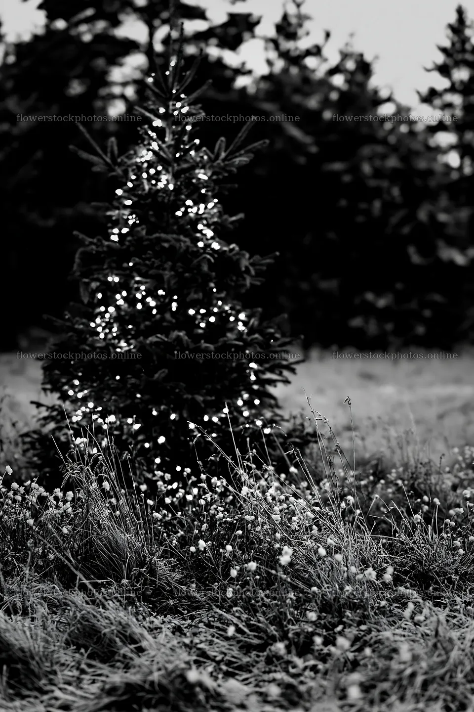 Decorated Christmas tree in snowy meadow with lights – flower stock photos 6480x9722