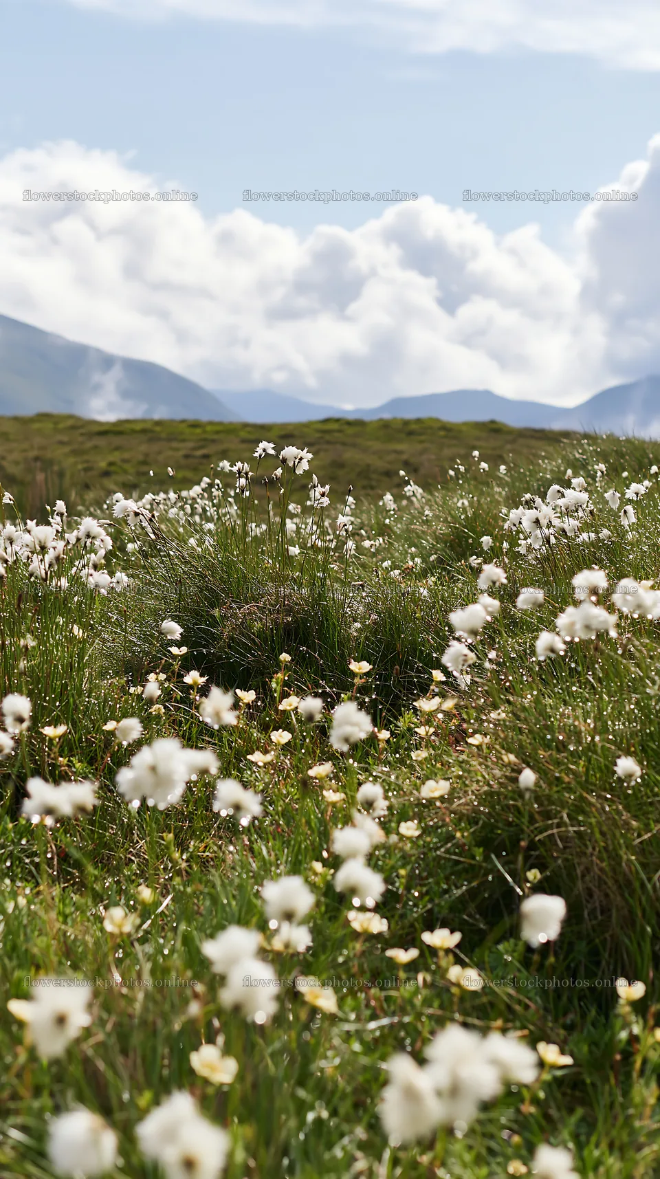 Cottongrass meadow with mountains in the background – flower stock photos 5938x10608