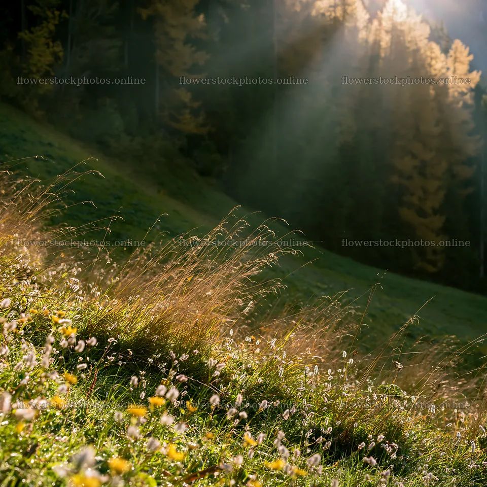 Light rays in Lauterbrunnen Valley meadow with flowers – flower stock photos 7938x7938
