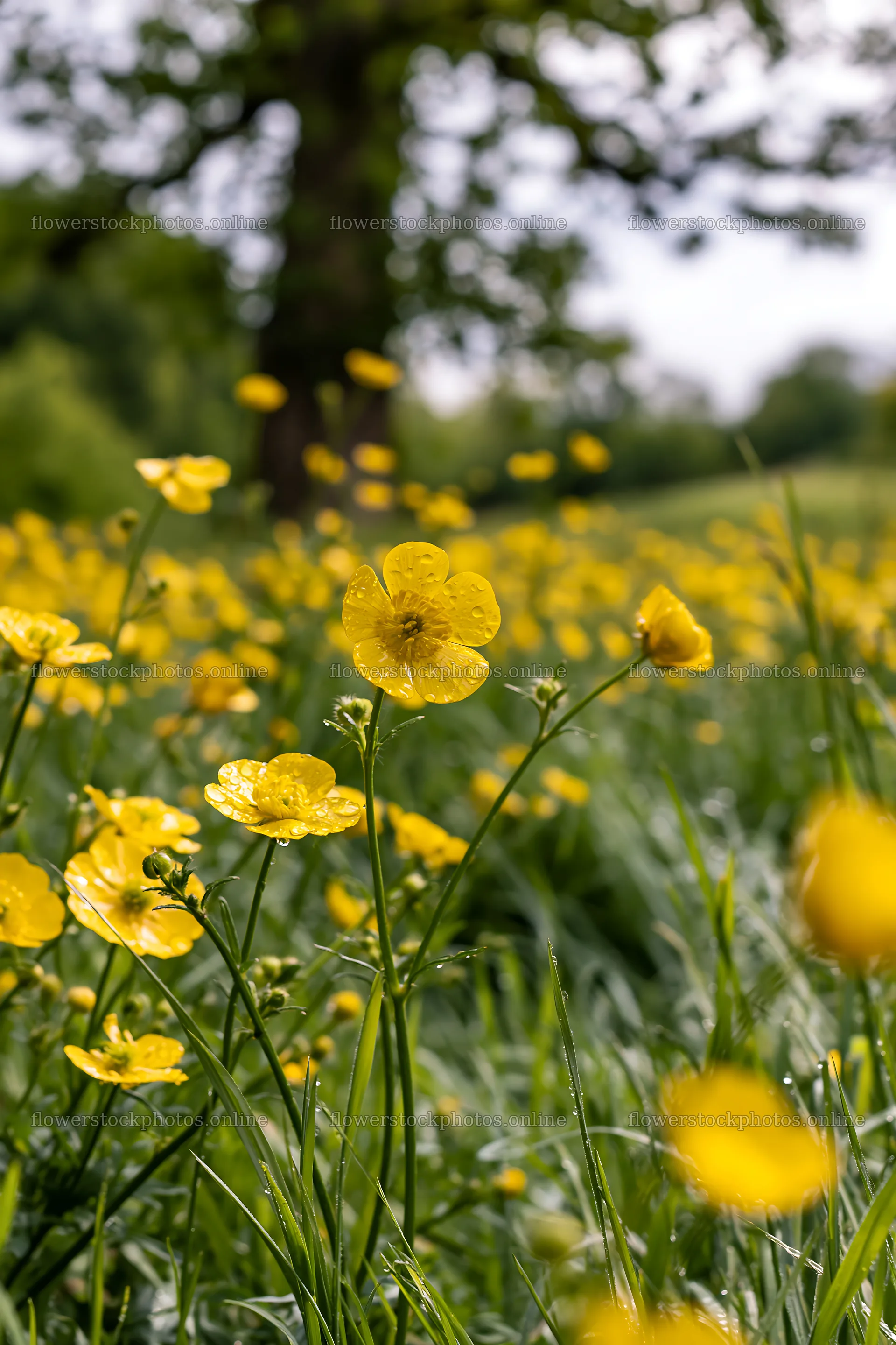 Buttercup meadow with blooming flowers on a sunny day – flower stock photos 6480x9722