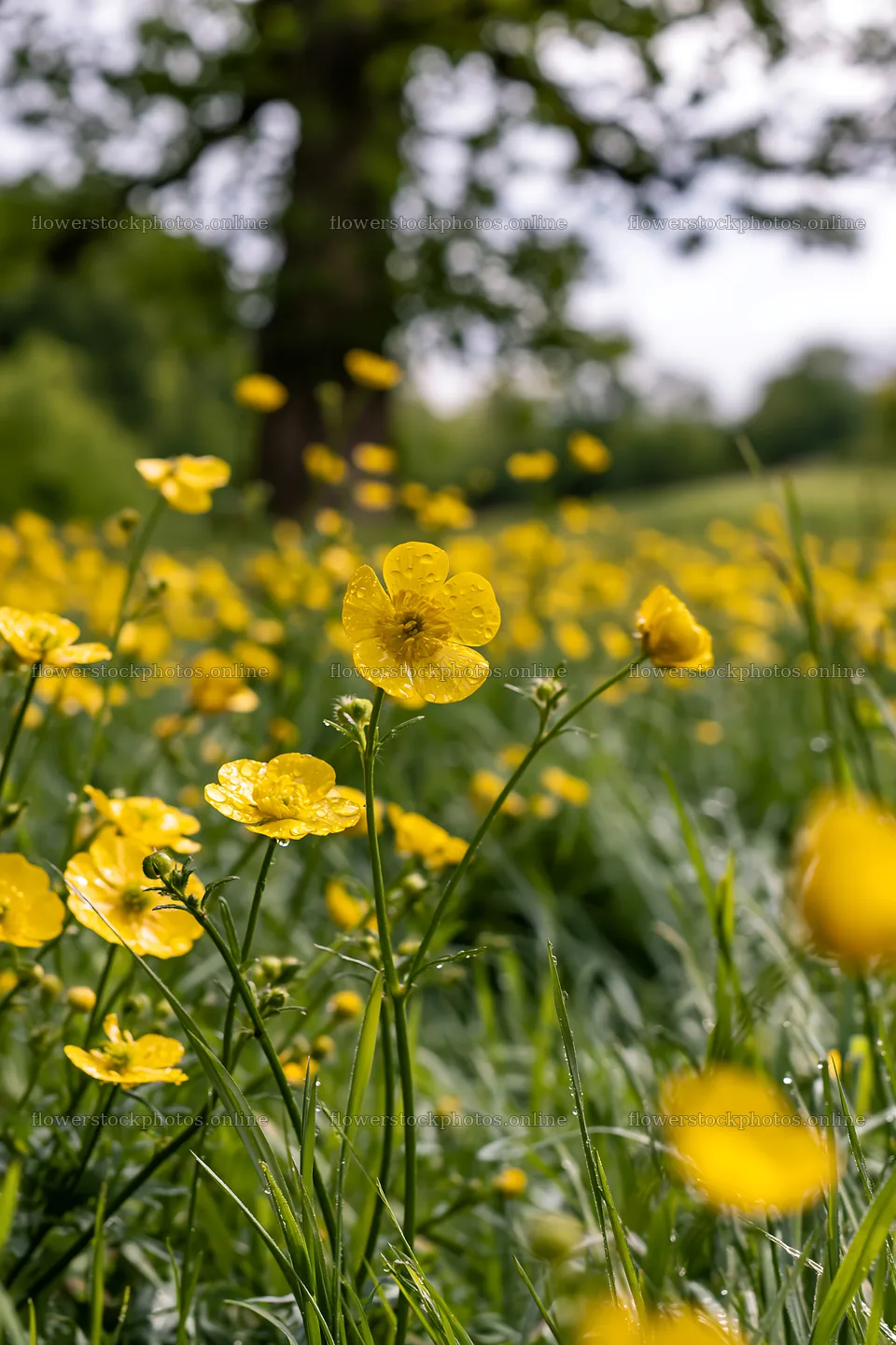Buttercup meadow with blooming flowers on a sunny day – flower stock photos 6480x9722