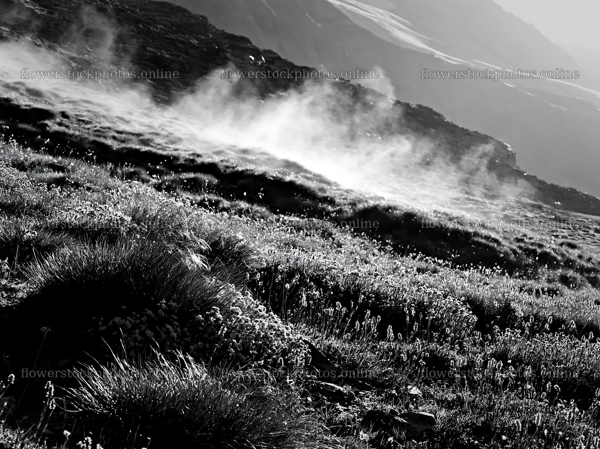 Matterhorn alpine wildflower meadow with mist – flower stock photos 9174x6866