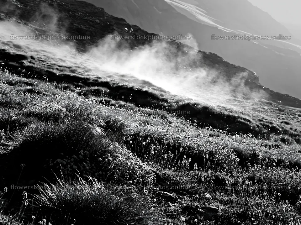 Matterhorn alpine wildflower meadow with mist – flower stock photos 9174x6866