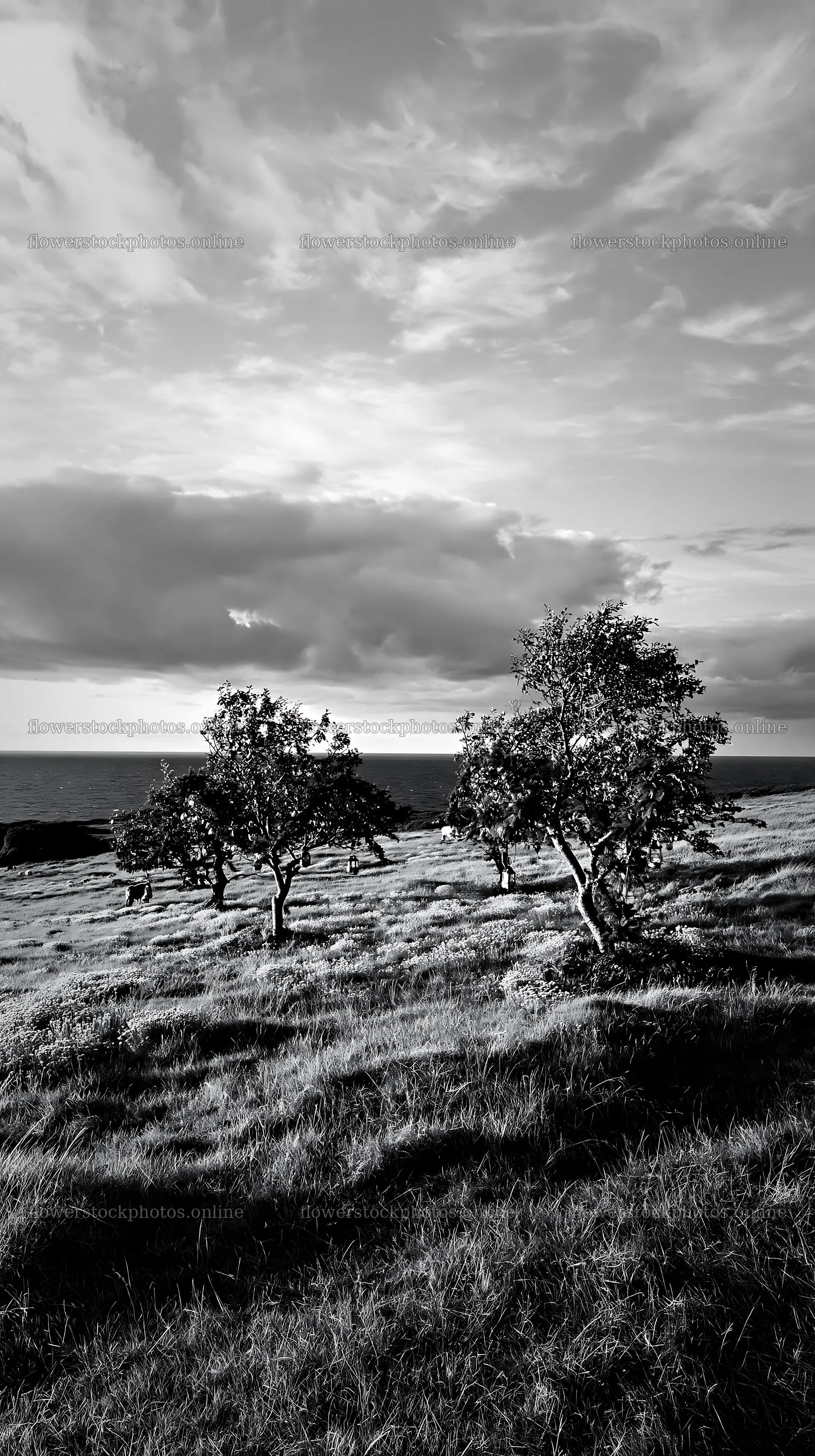 Meadow with apple trees near the coast at sunset – flower stock photos 5938x10608