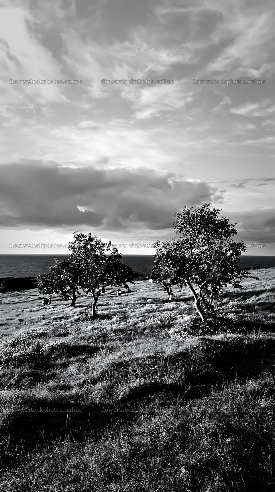 Meadow with apple trees near the coast at sunset – flower stock photos 5938x10608