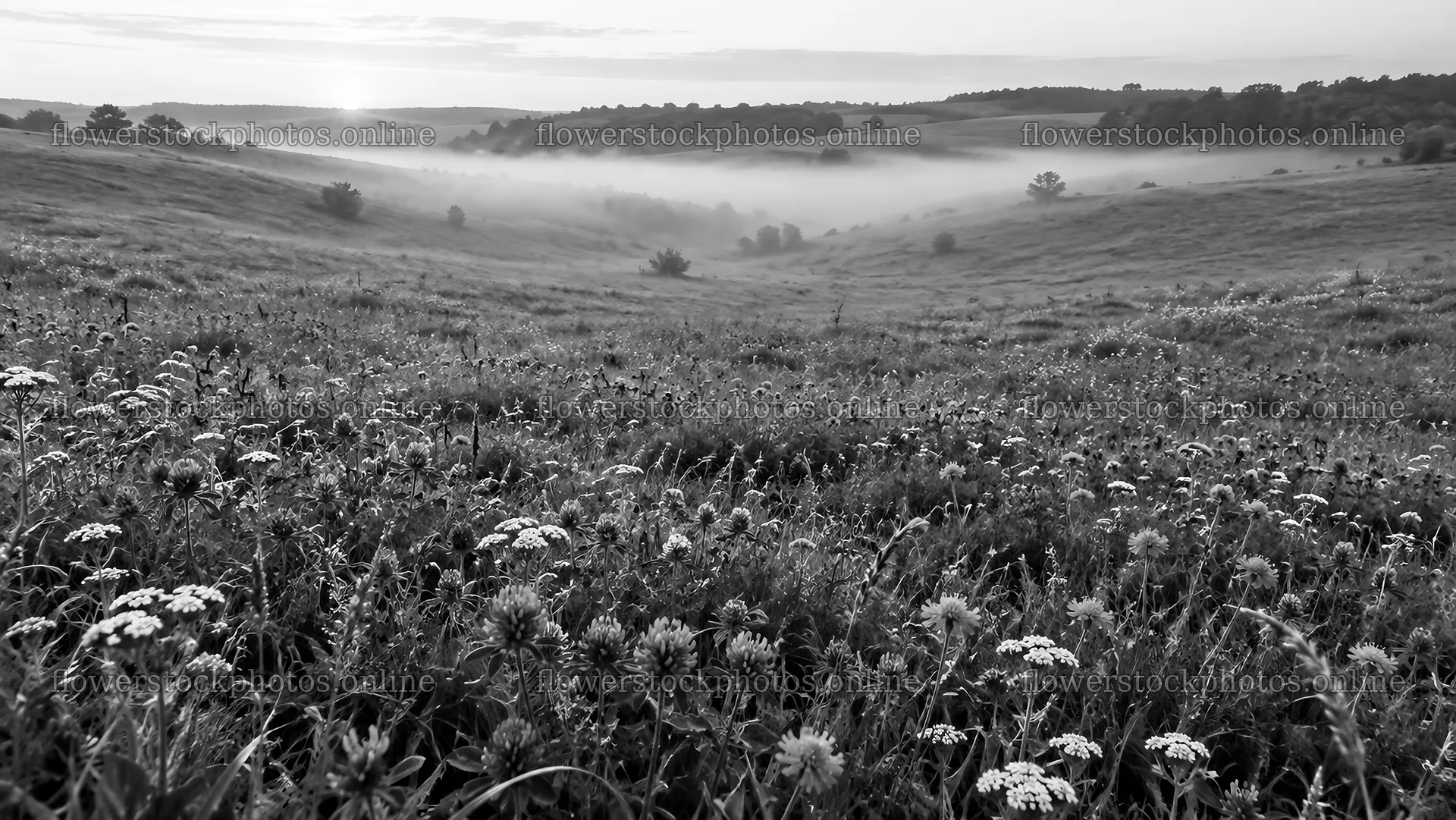 Black and White Meadow in Morning Mist – flower stock photos 10324x5812