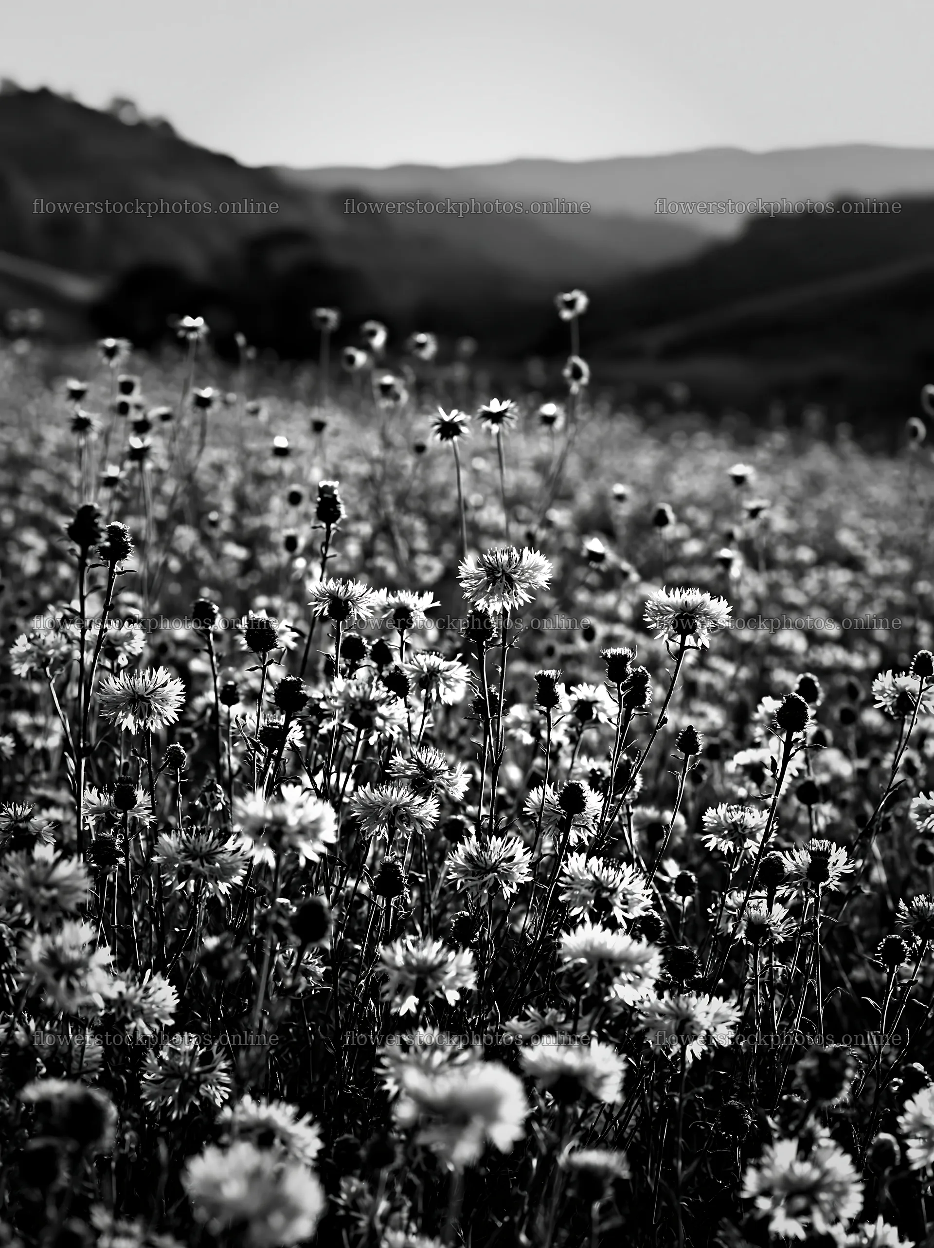 Violet knapweed meadow in black and white – flower stock photos 6866x9174