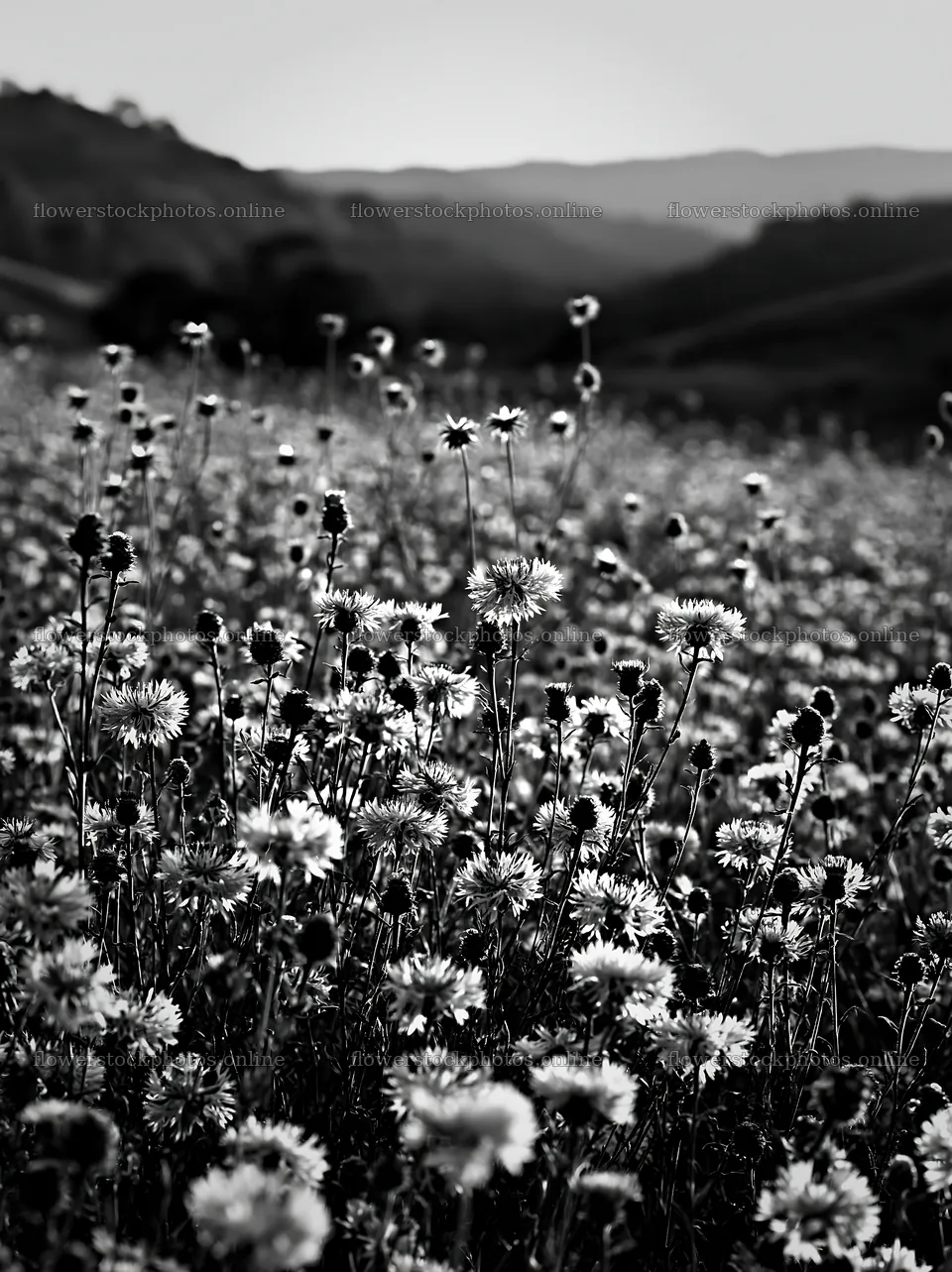 Violet knapweed meadow in black and white – flower stock photos 6866x9174