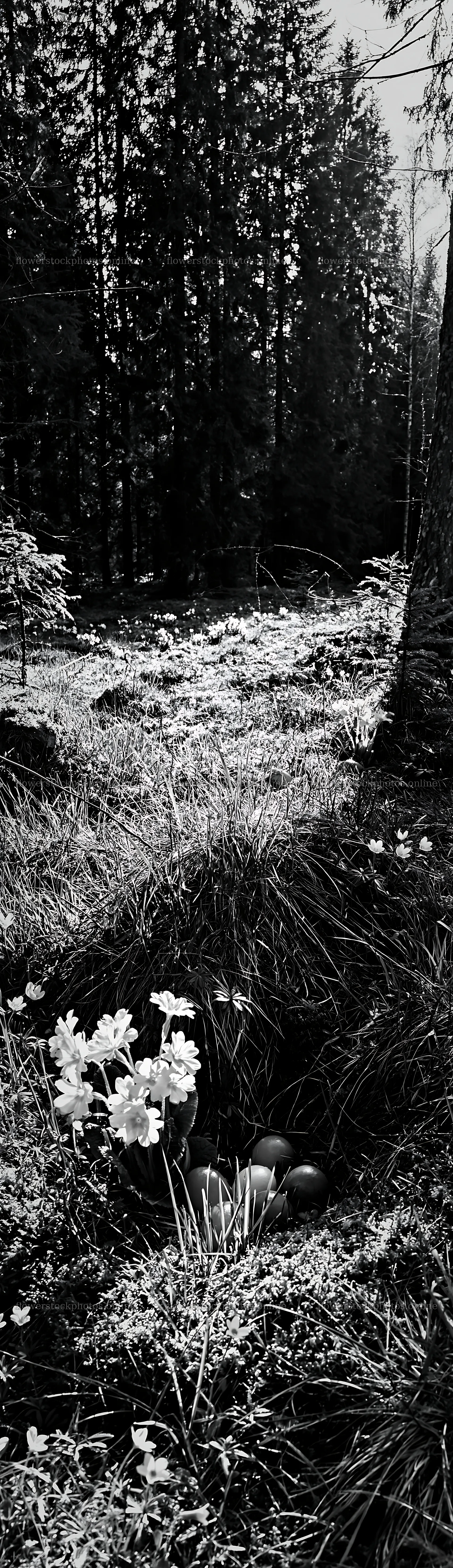 Spruce forest meadow with flowers and mushrooms at daytime – flower stock photos 4268x14762