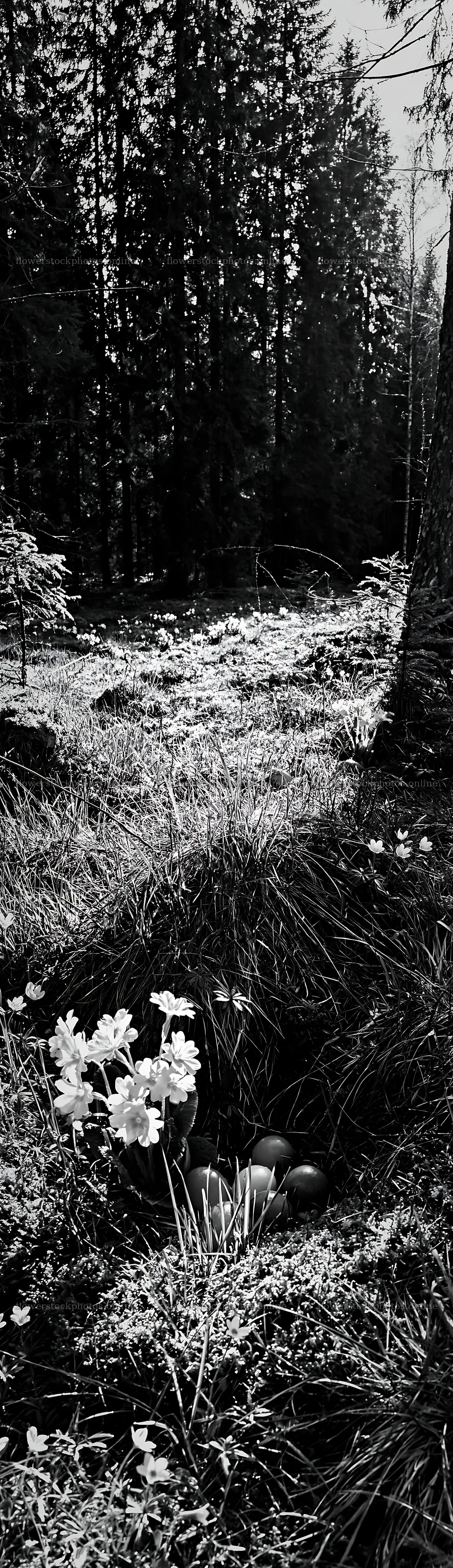 Spruce forest meadow with flowers and mushrooms at daytime – flower stock photos 4268x14762