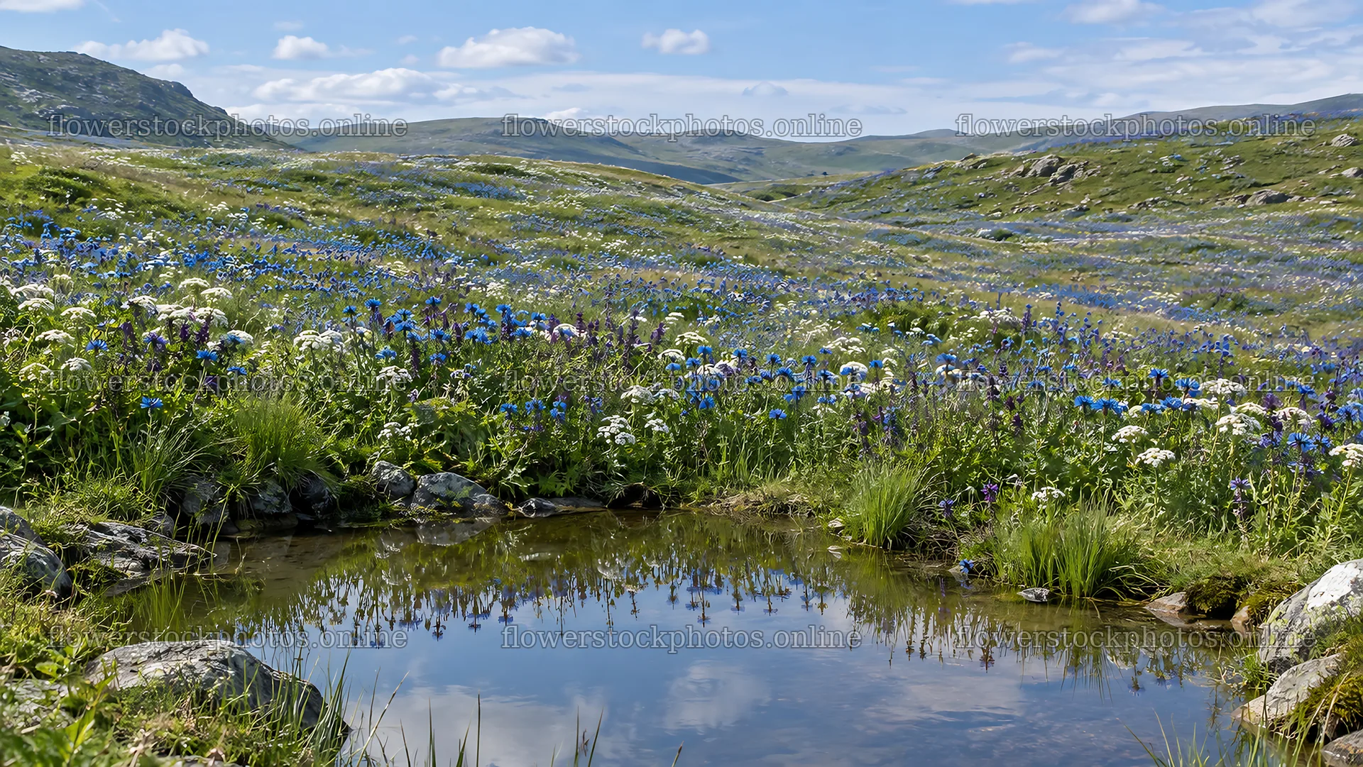 Wildflower Meadow Across Rolling Green Hills – flower stock photos 10324x5812