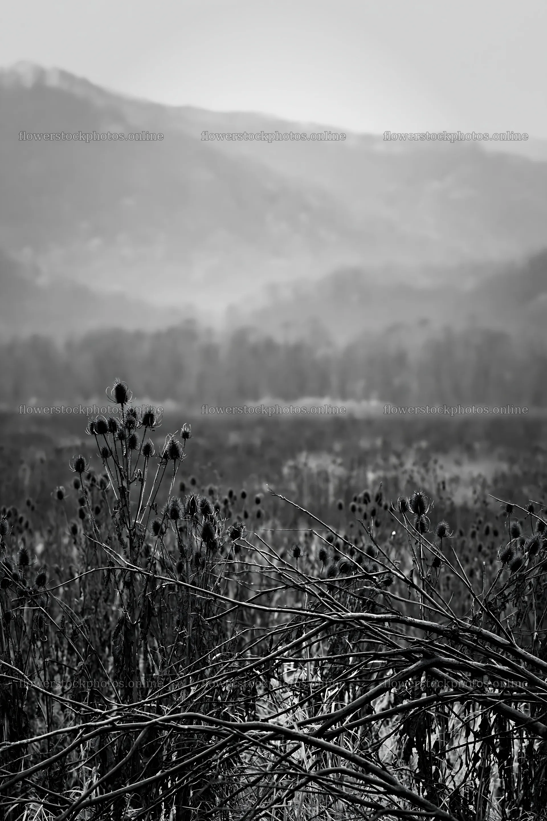 Yamagata rewilded meadow with fallen branch in the foreground – flower stock photos 6480x9722