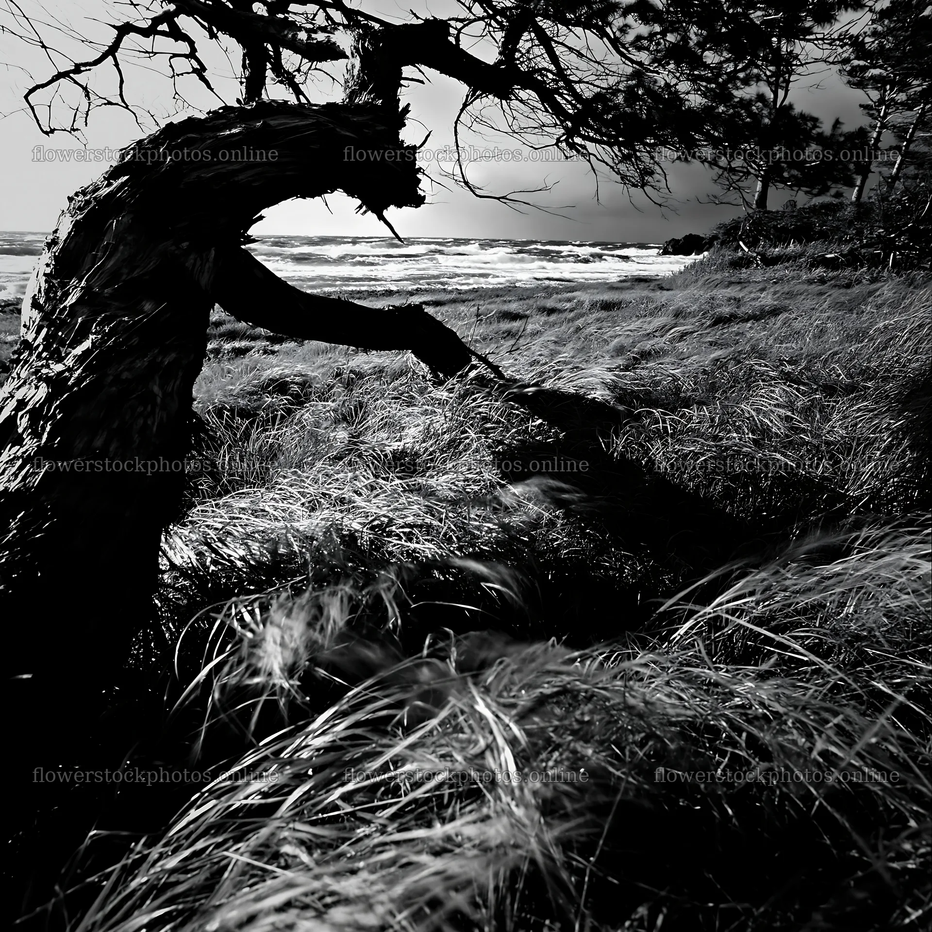 Ishikawa coastal meadow storm washed driftwood under gray sky – flower stock photos 7938x7938