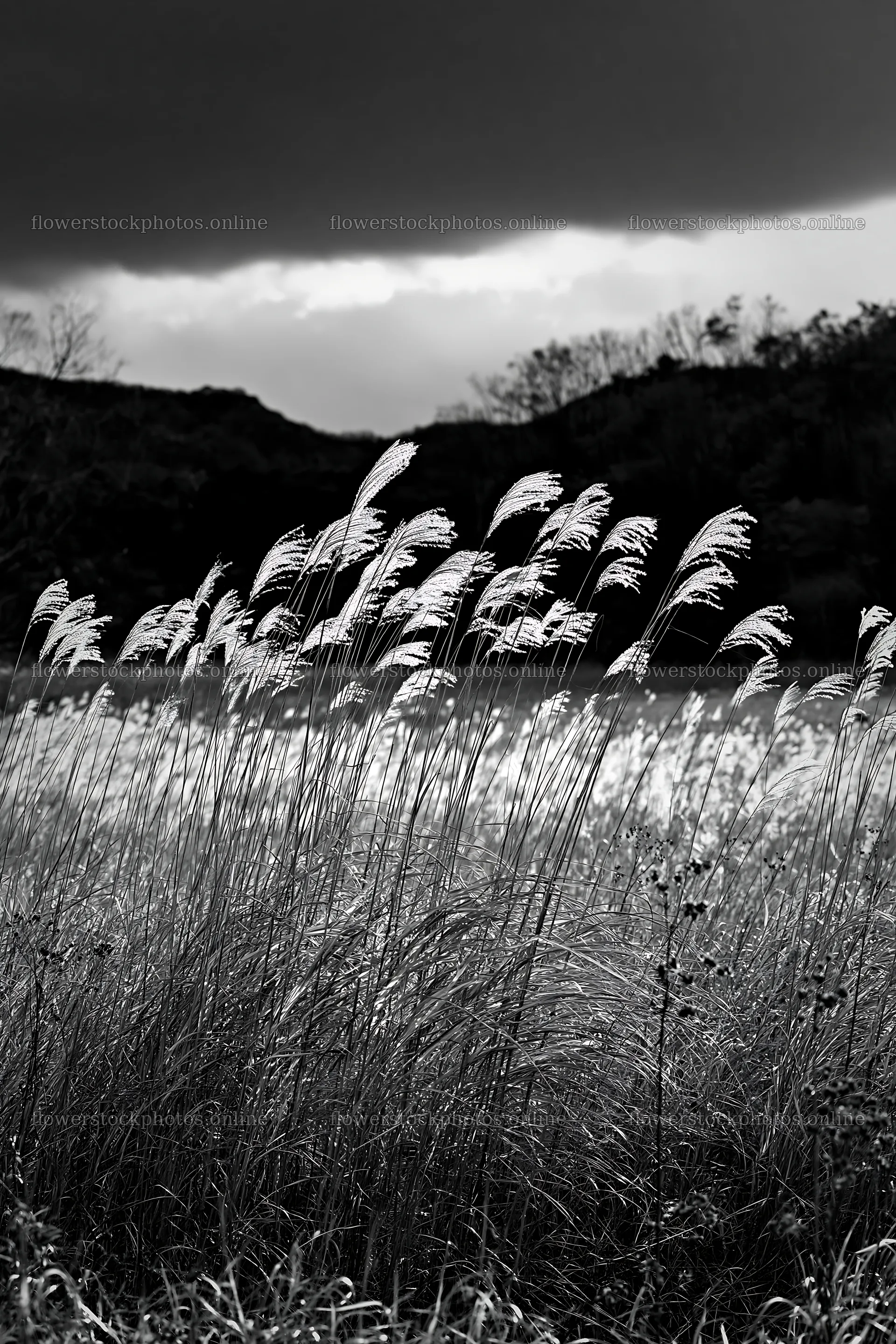Okayama golden meadow with seedhead foreground – flower stock photos 6480x9722