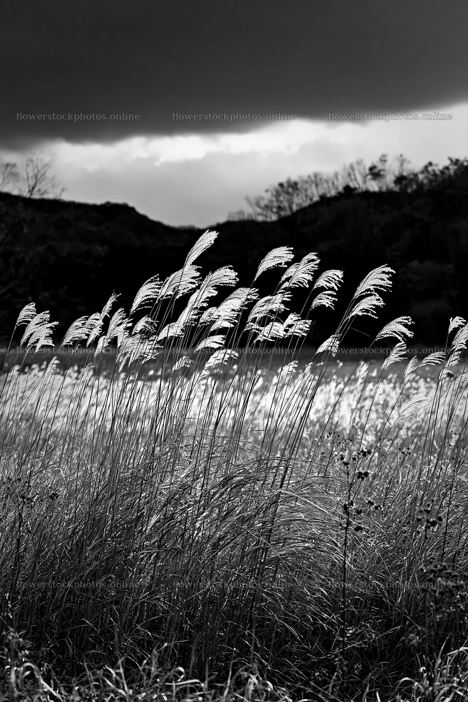 Okayama golden meadow with seedhead foreground – flower stock photos 6480x9722