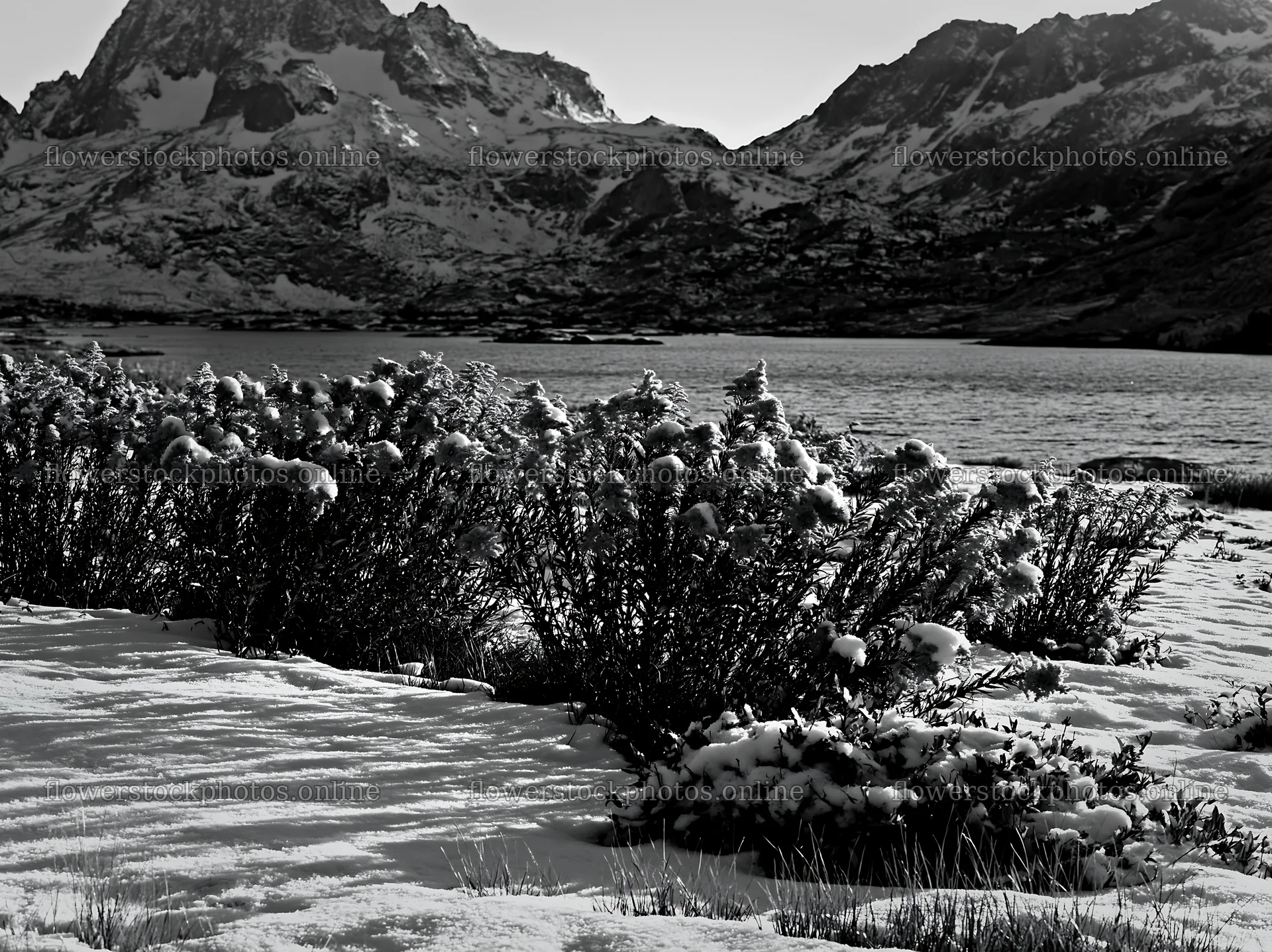 Lakeside meadow covered in snow near mountains in winter – flower stock photos 9174x6866