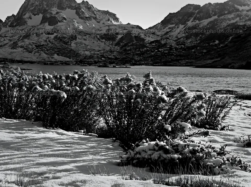 Lakeside meadow covered in snow near mountains in winter – flower stock photos 9174x6866