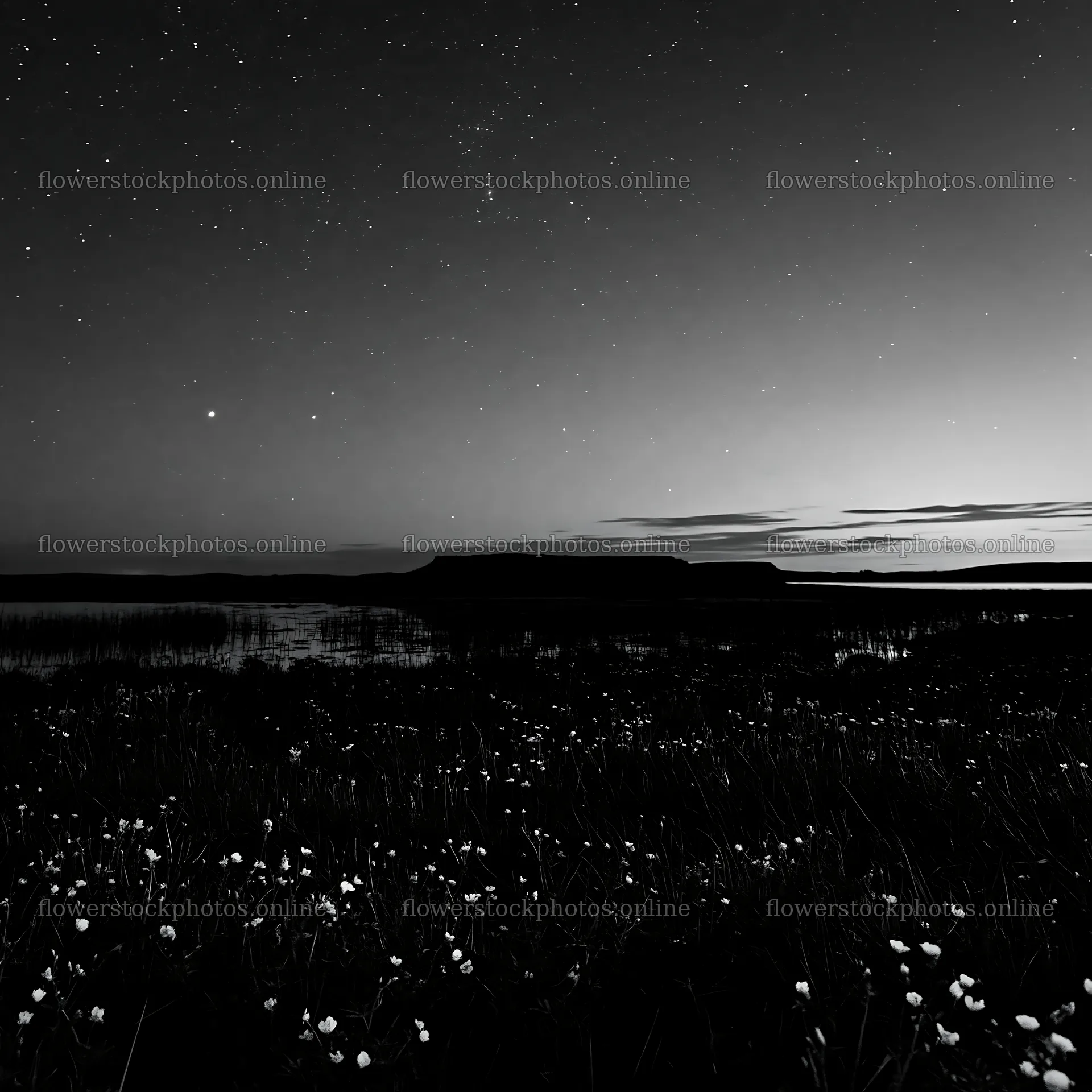 Star-filled meadow at night with flowers and distant hills – flower stock photos 7938x7938