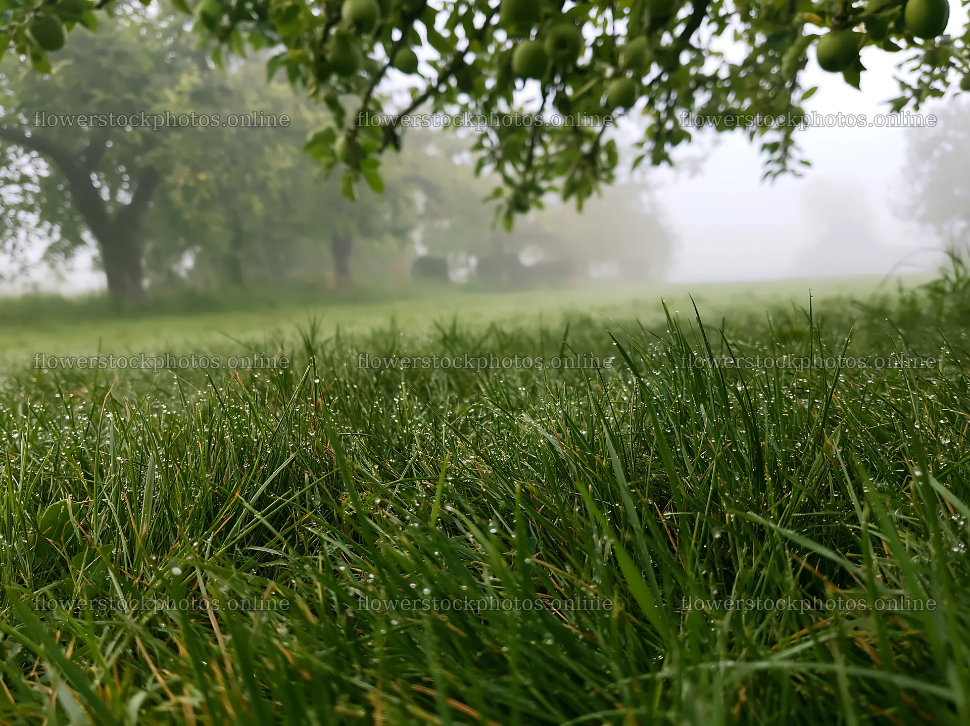 Fog covers grass in orchard meadow – flower stock photos 9174x6866