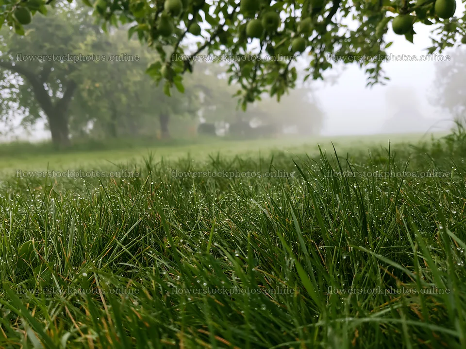 Fog covers grass in orchard meadow – flower stock photos 9174x6866